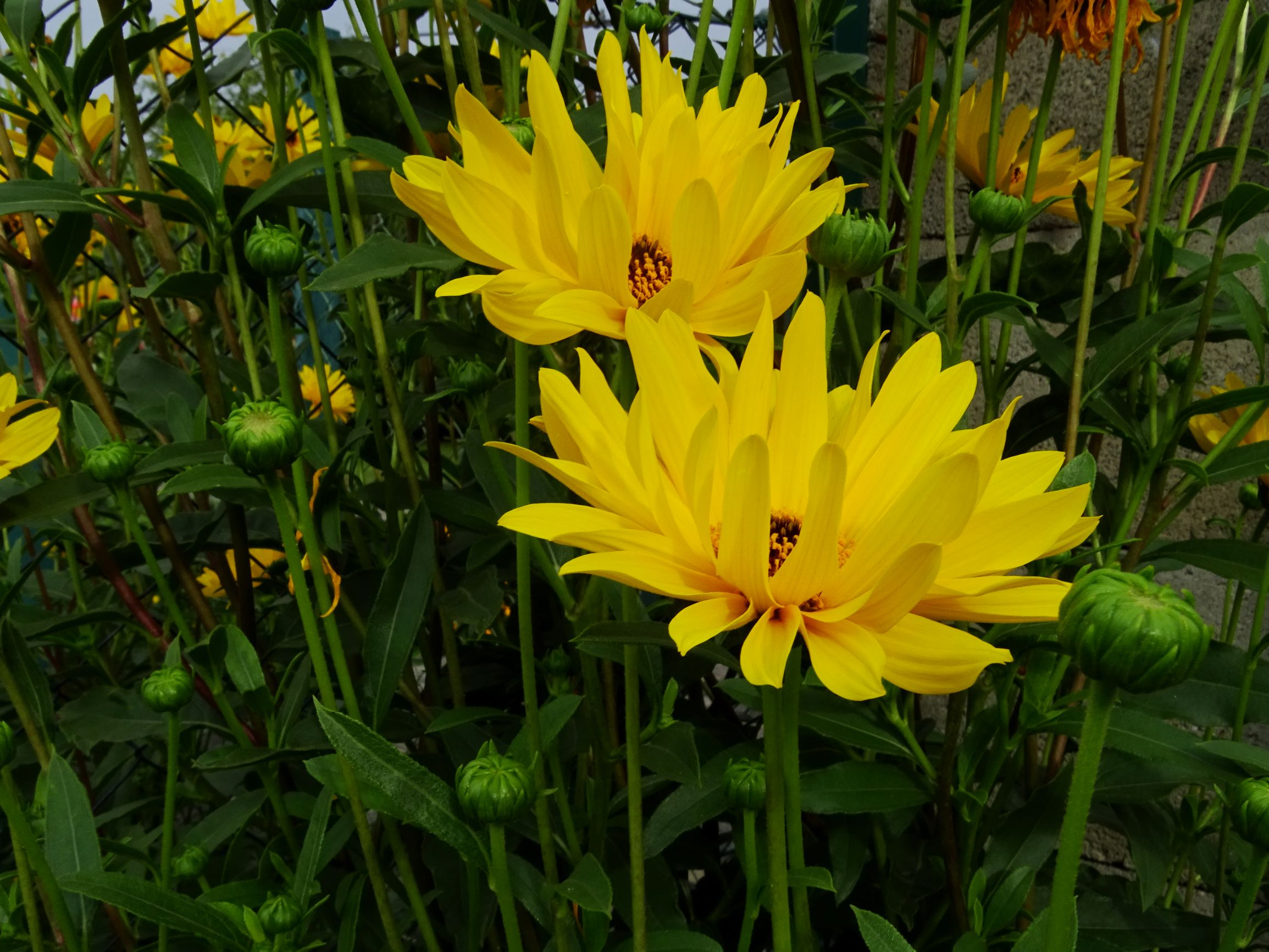 DSC02643 Helianthus cf. x laetiflorus.JPG