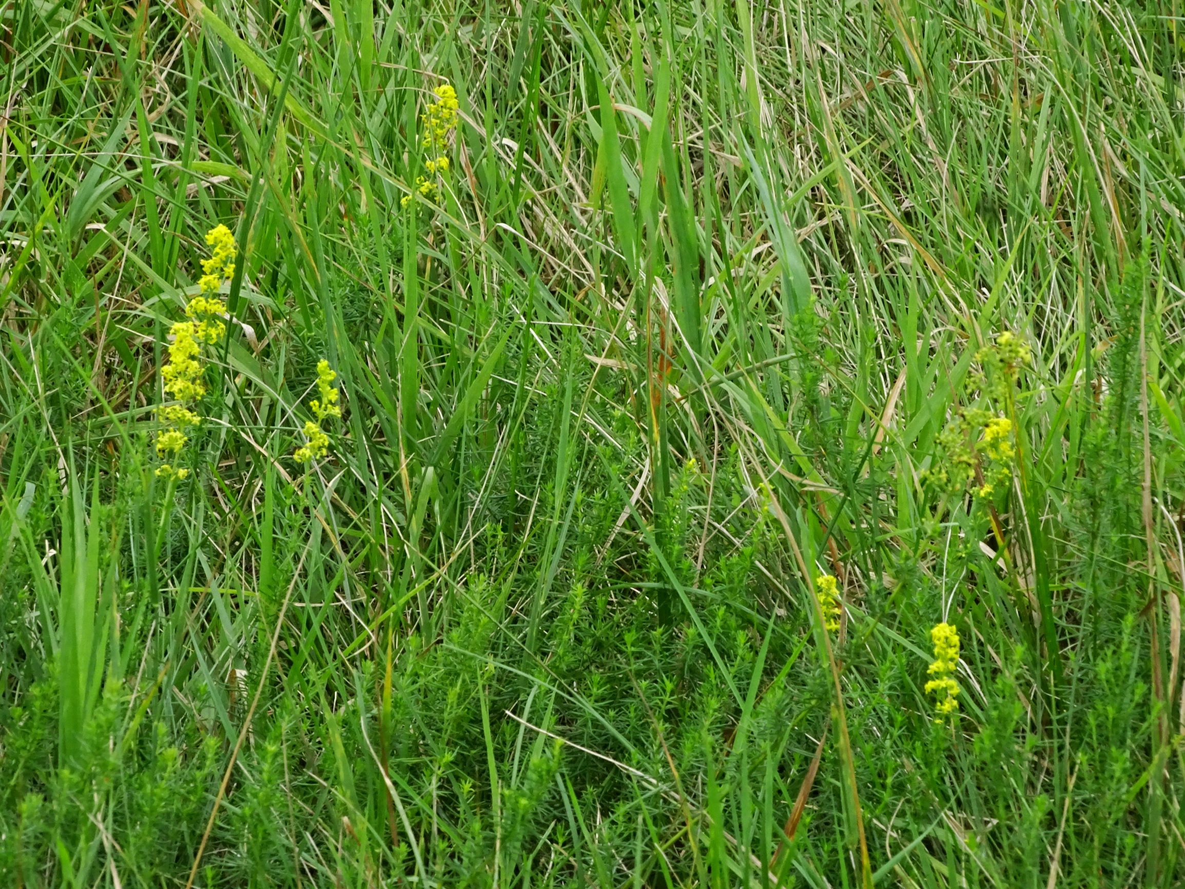 DSC02877 prell-NW galium verum agg..JPG