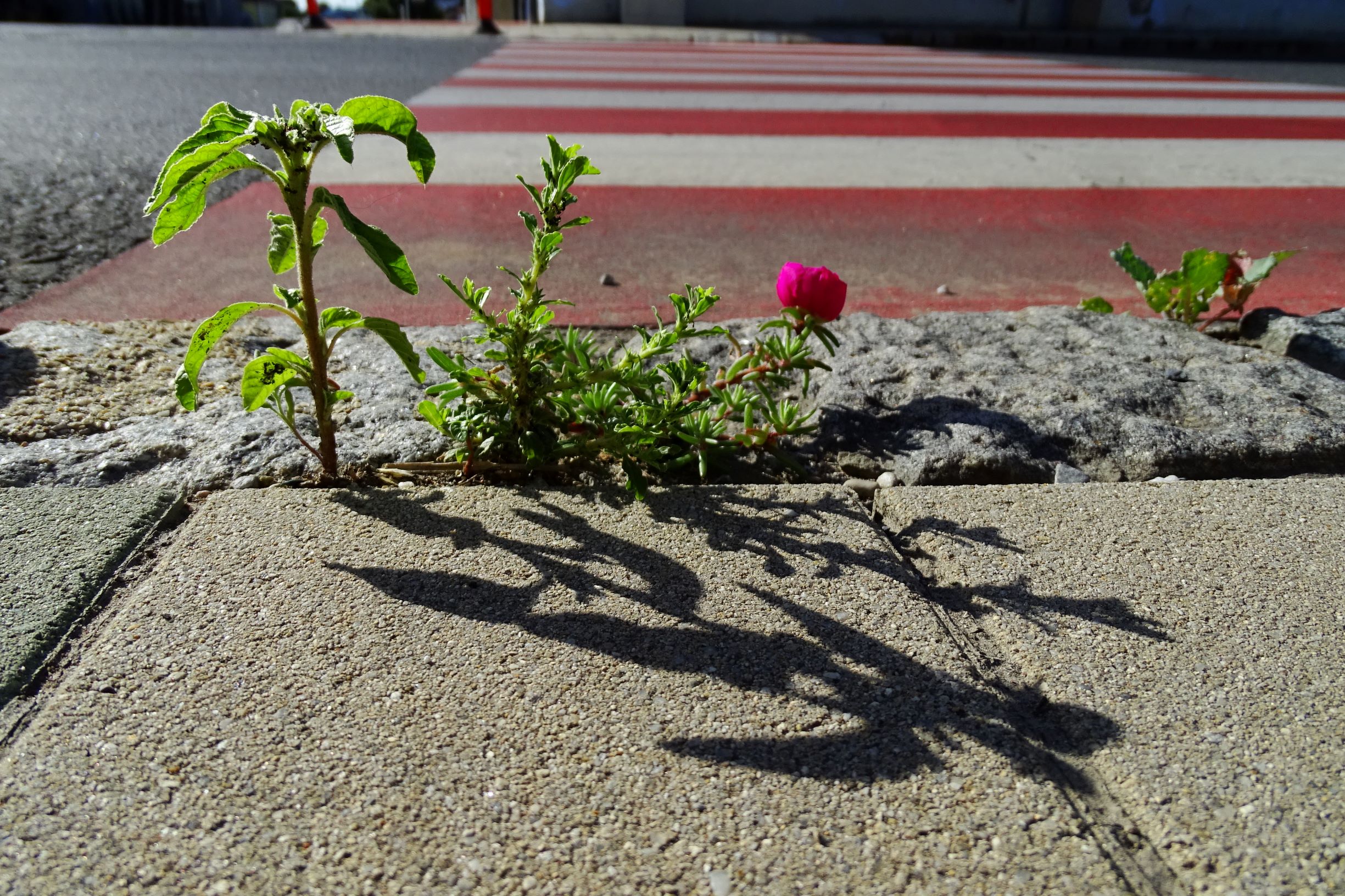 DSC04244 prell-mitte amaranthus retroflexus, a. albus und portulaca grandiflora, eine ziemlich verbreitete art.JPG