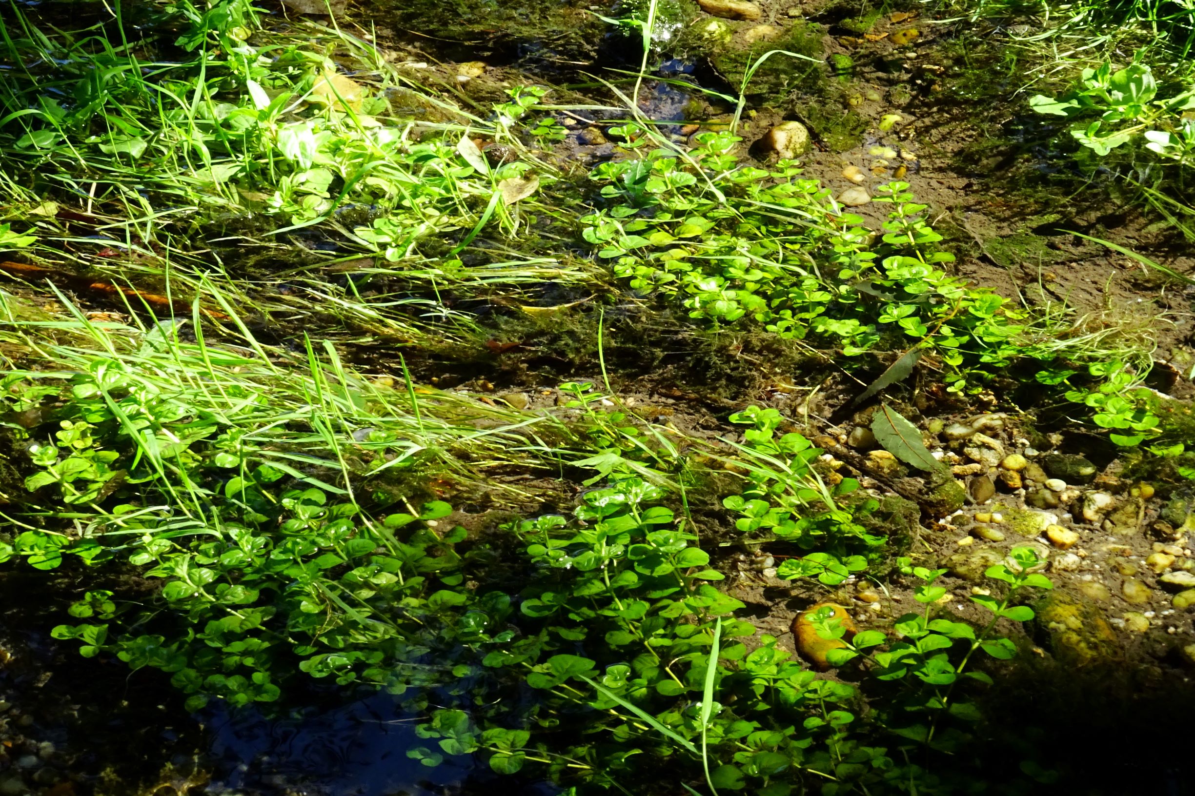 DSC06380 prell-mitte-SSO lysimachia nummularia.JPG