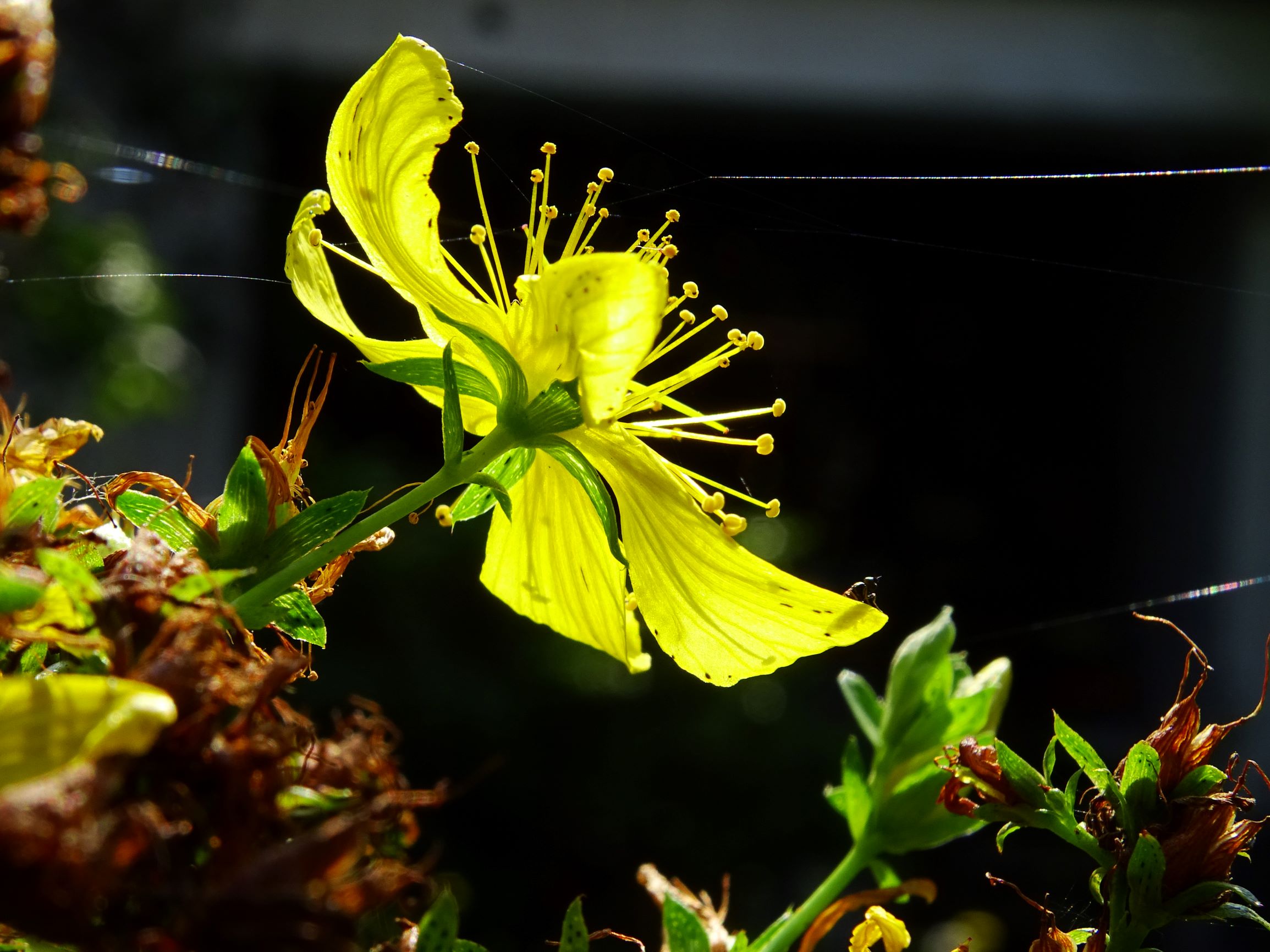 DSC06687 prellenkirchen-mitte hypericum perforatum.JPG