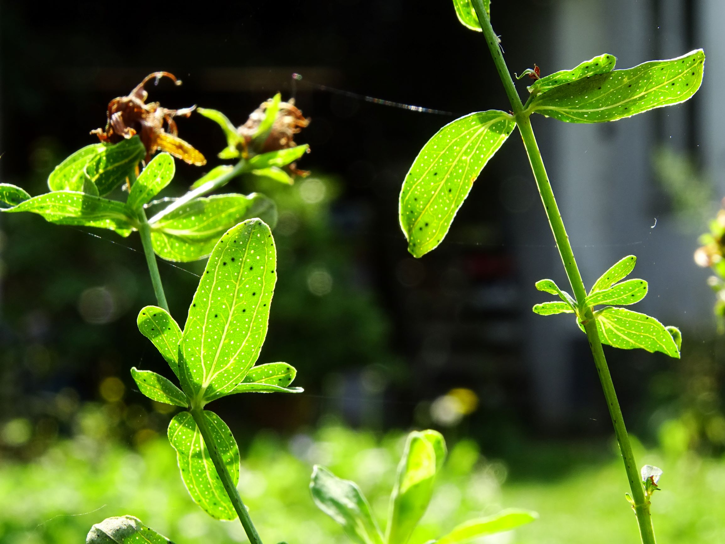 DSC06688 prellenkirchen-mitte hypericum perforatum.JPG