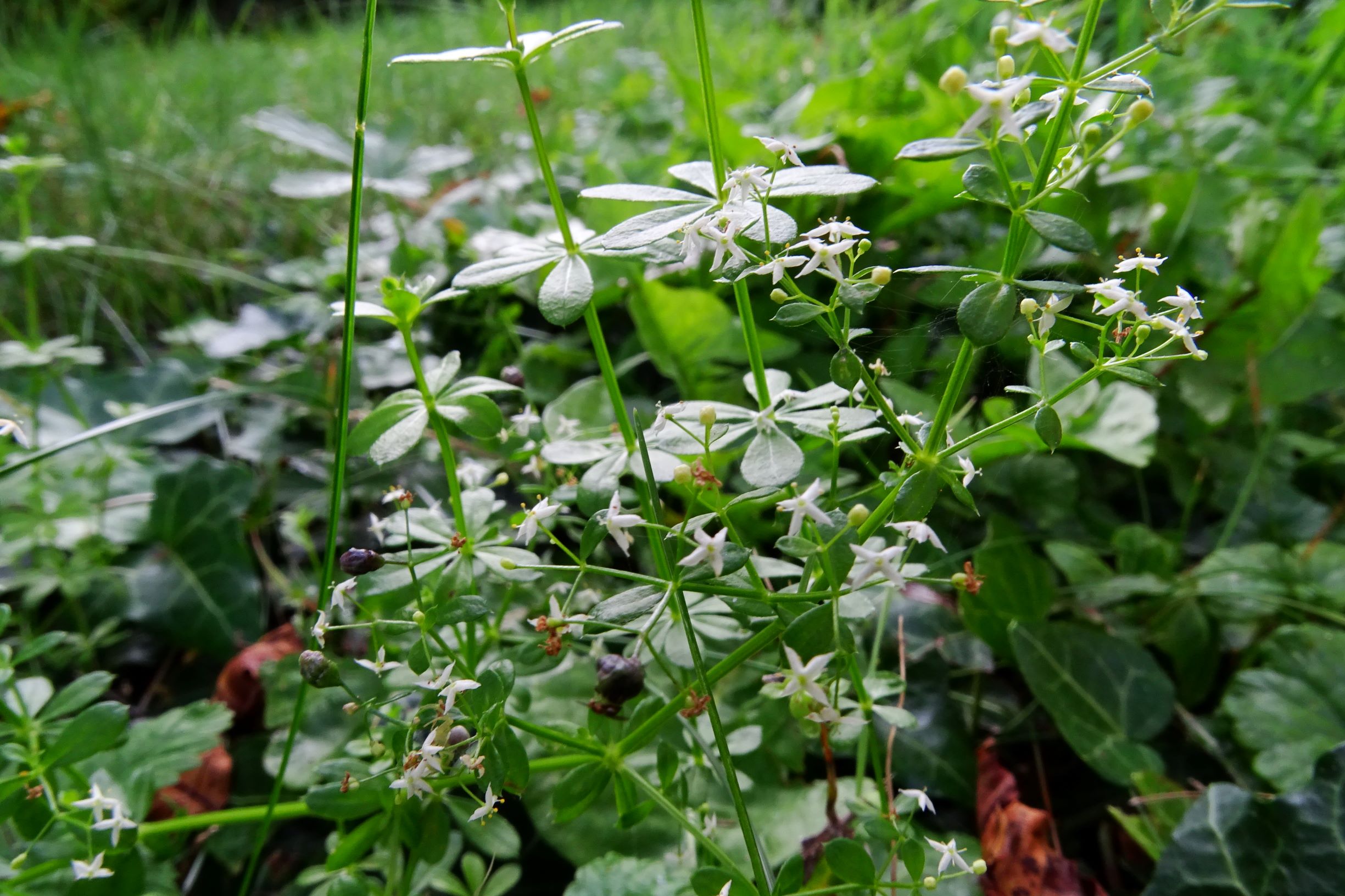 DSC06792 prellenkirchen-SO galium mollugo.JPG