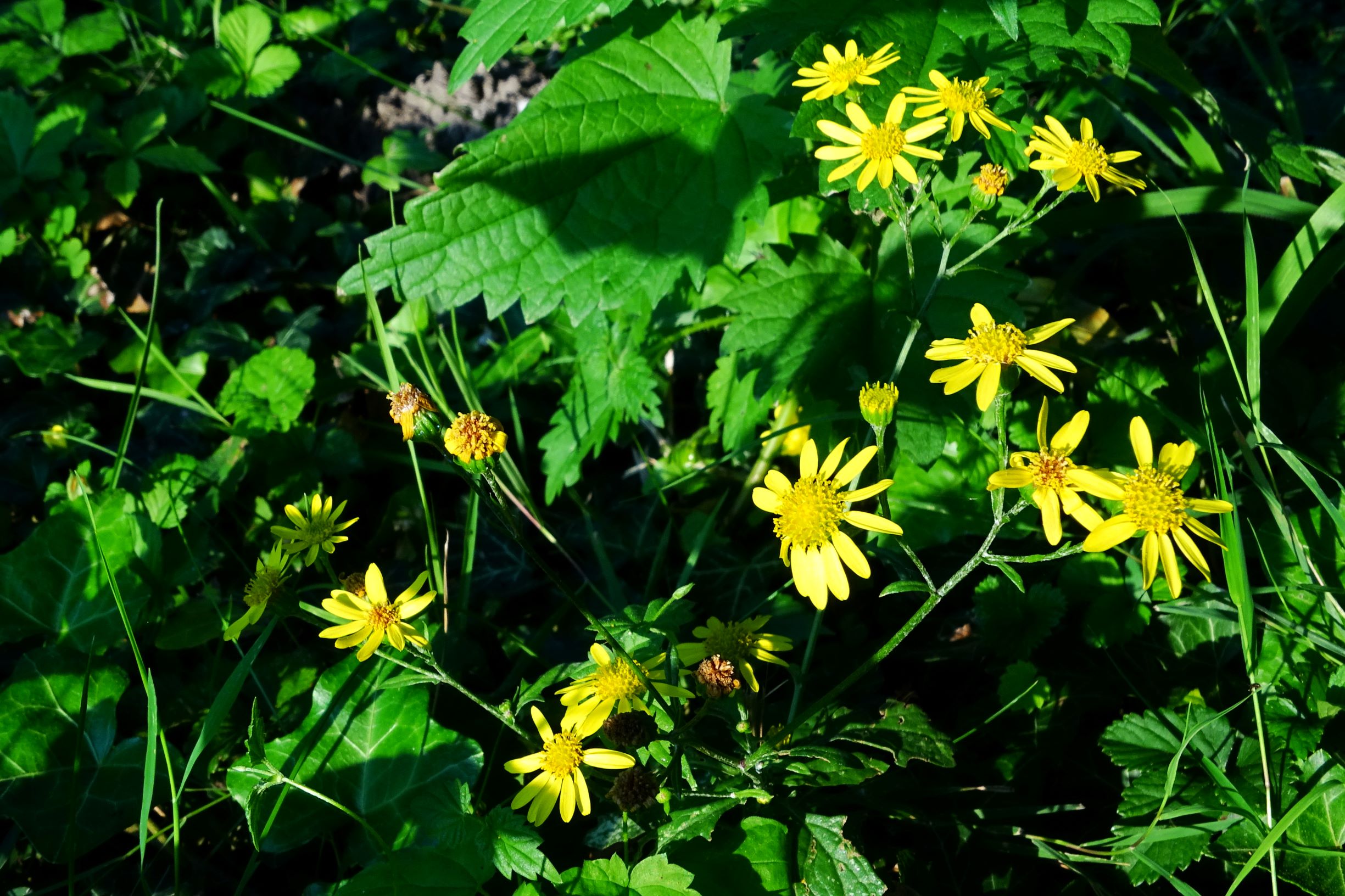 DSC06843 prell-SO senecio erraticus.JPG