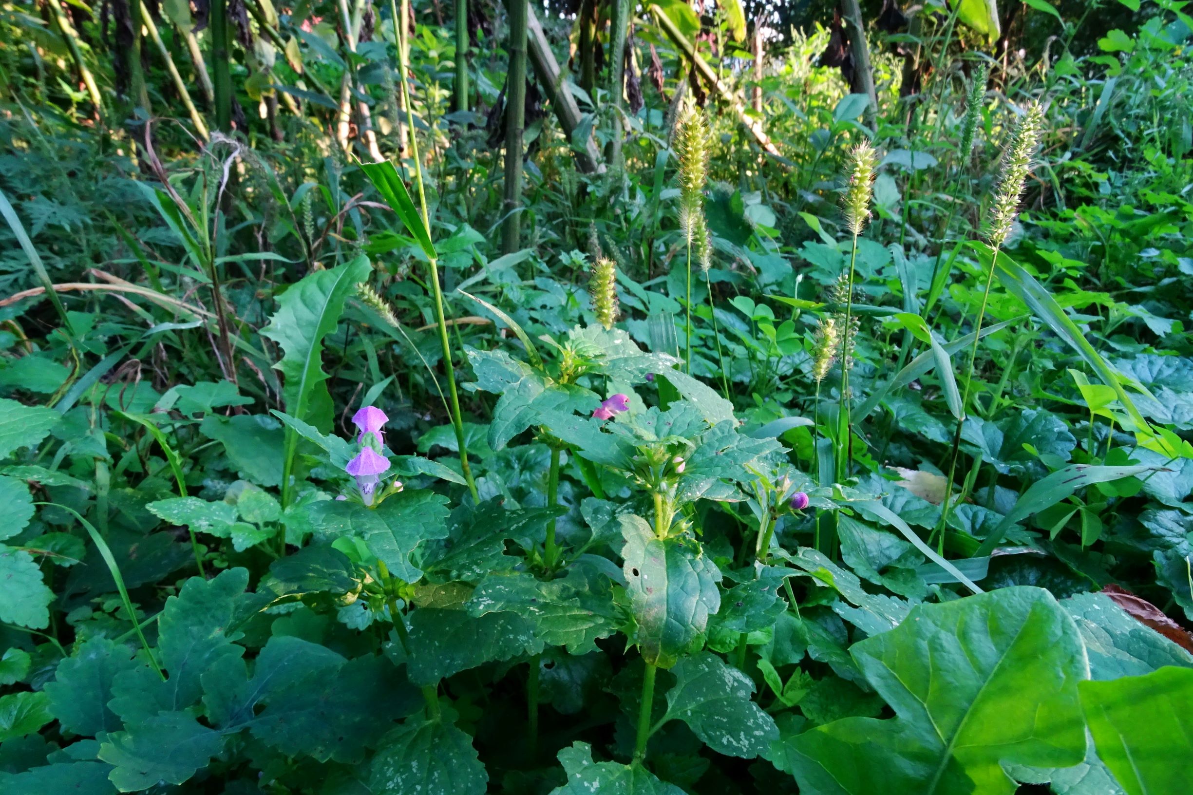 DSC06847 prell-SO lamium maculatum, setaria pumila, setaria verticillata etc.JPG