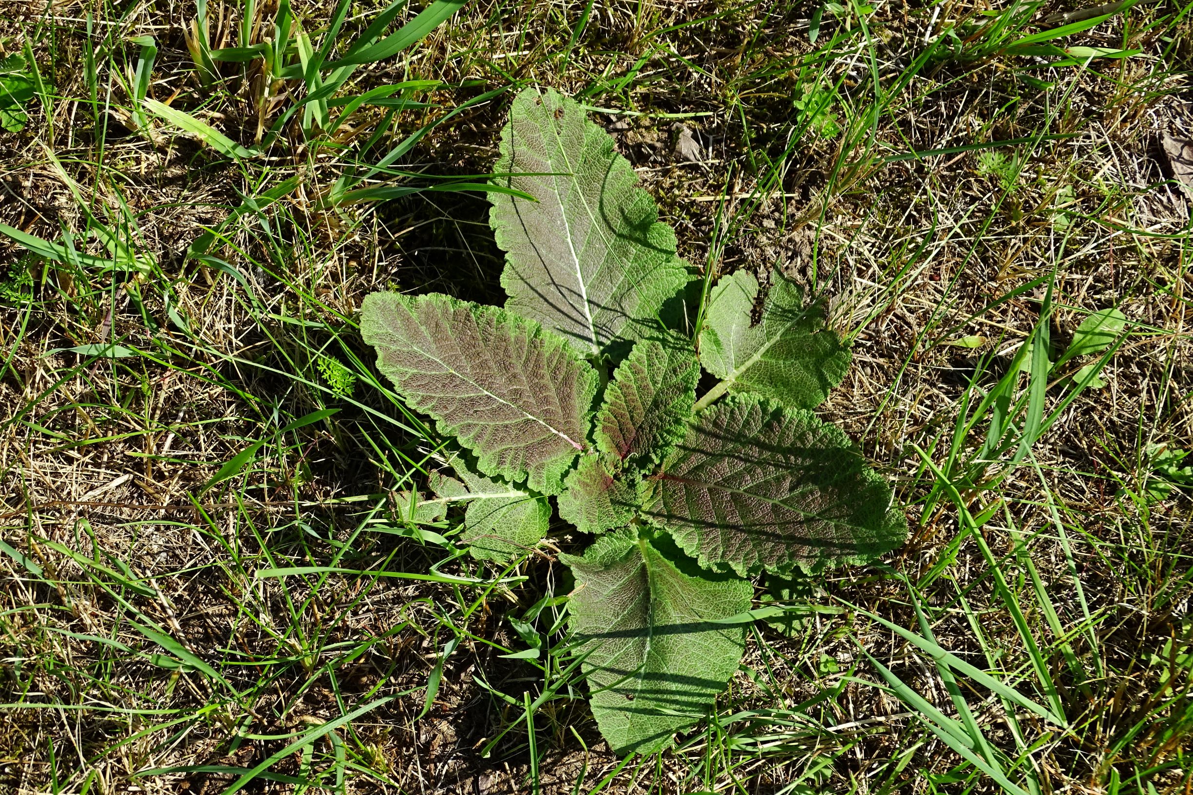 DSC06892 prell-mitte salvia austriaca in unsrem hintaus.JPG