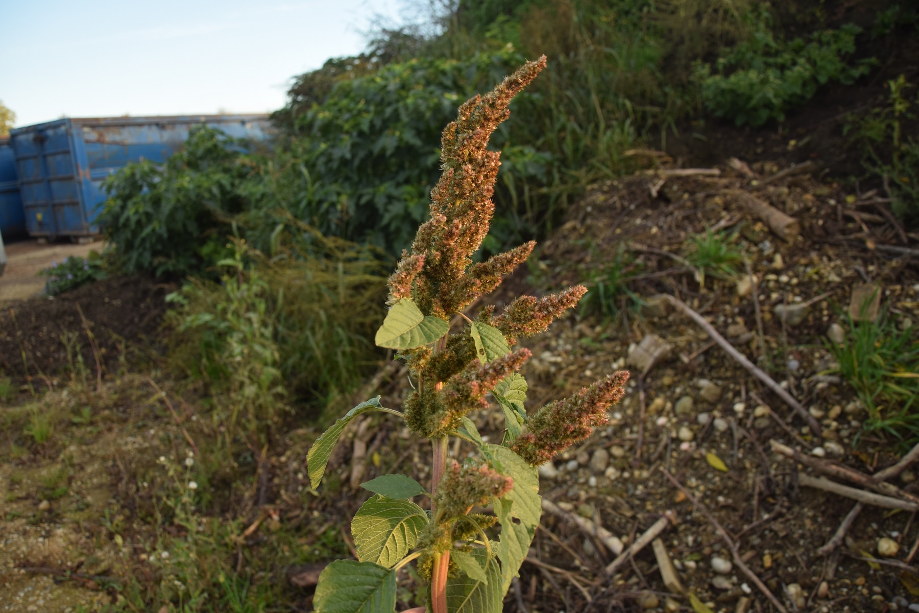 Amaranthus bouchonii_Mettmach.jpg