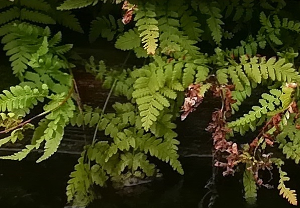 cf. dryopteris filix-mas s. str. untere alte donau unweit einmündung kaiserwasser_20200907_151737.jpg