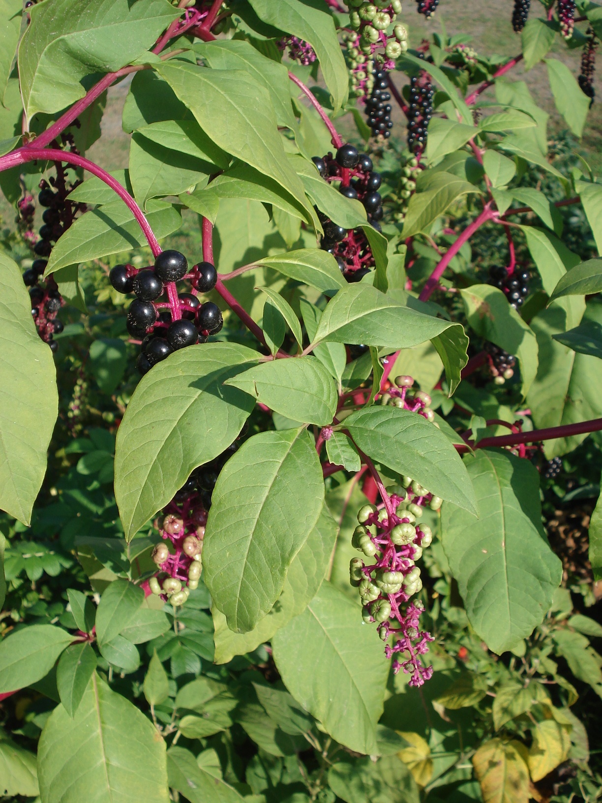 Phytolacca.americana.Gleinstätten.VII.jpg