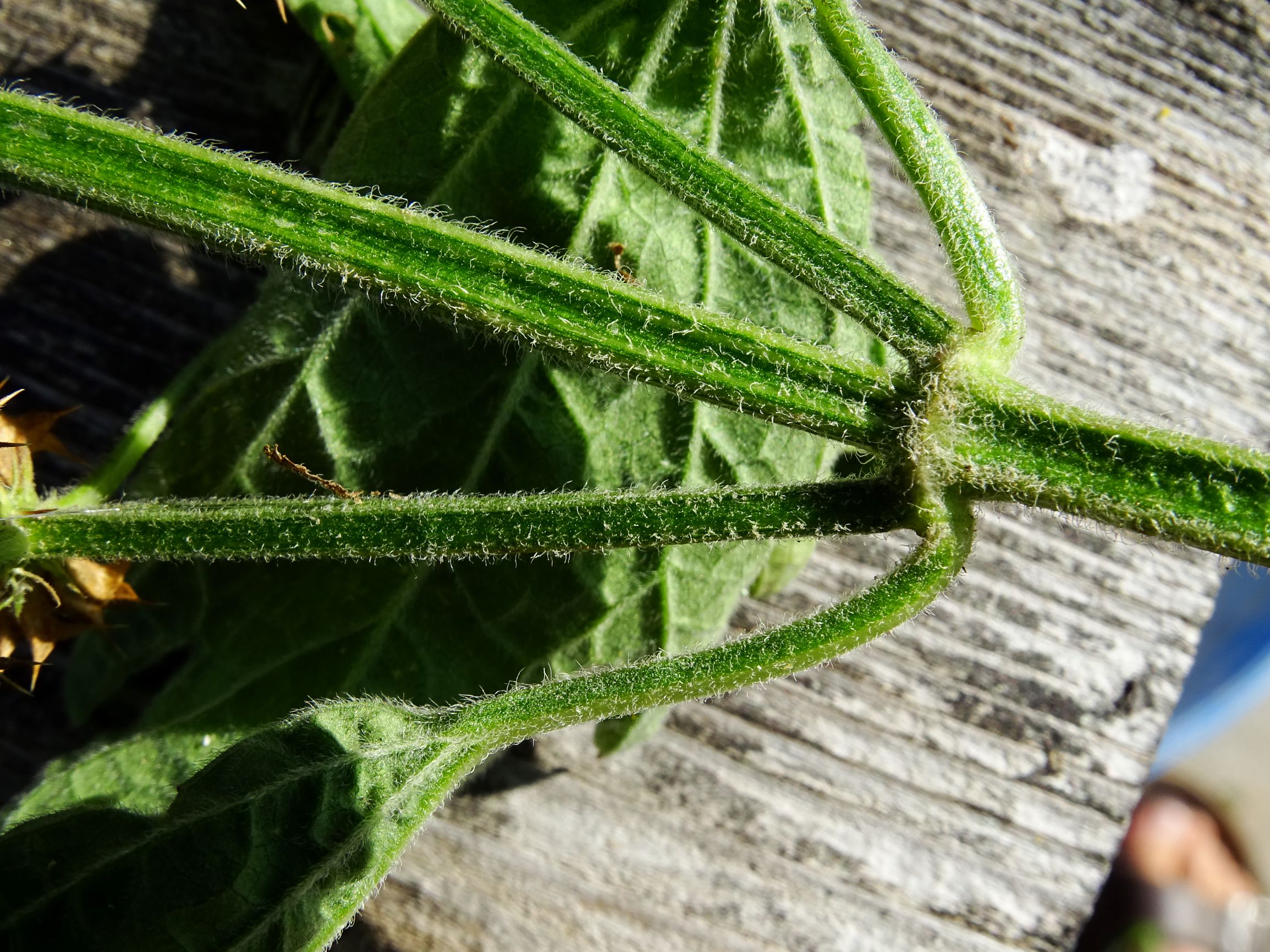 DSC07538 leonurus cardiaca s.l.JPG