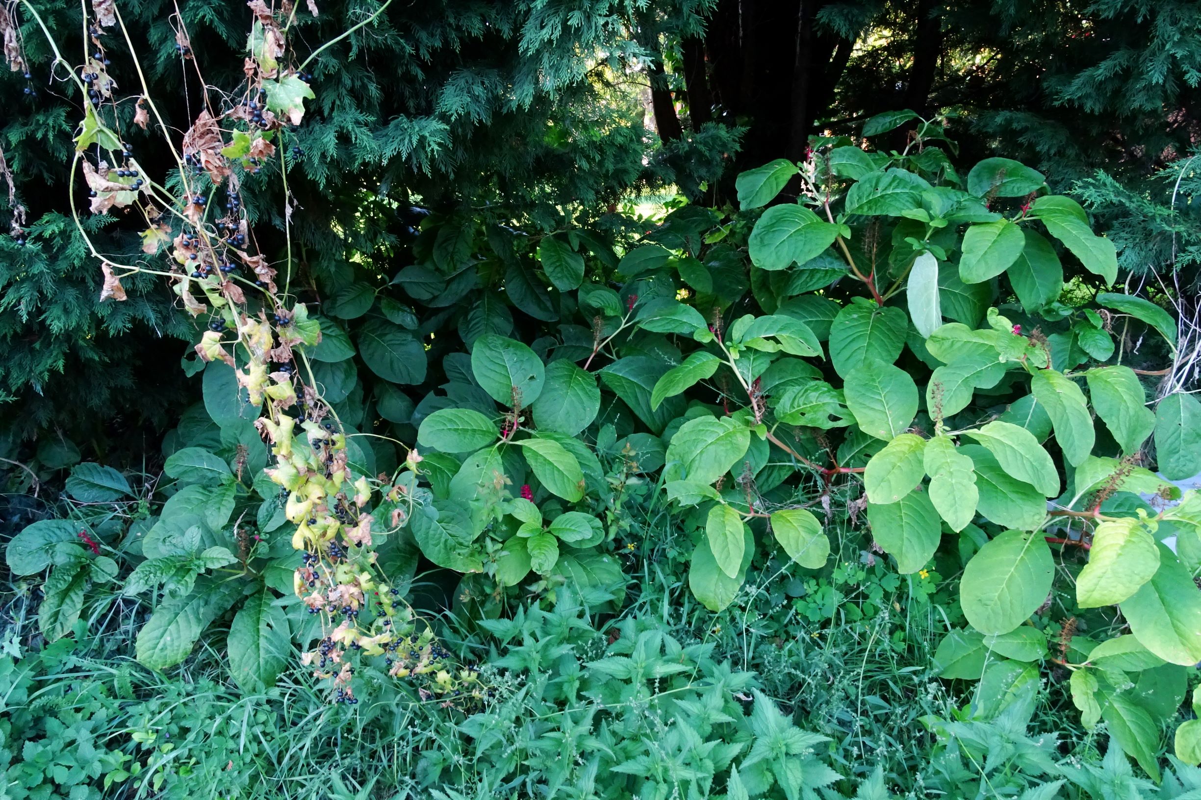 DSC06796 phytolacca acinosa 2020-09-12 prellenkirchen-SO.JPG