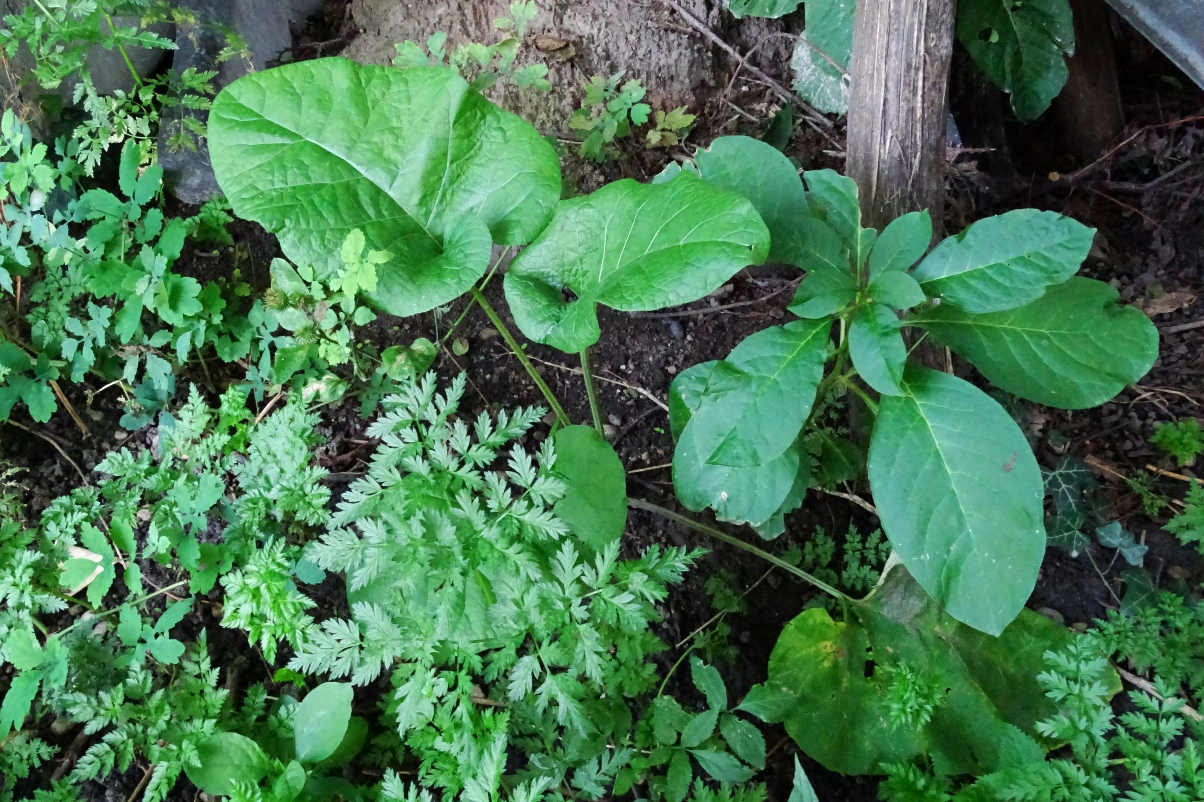 DSC06855 phytolacca acinosa 2020-09-12 prellenkirchen-SO.JPG