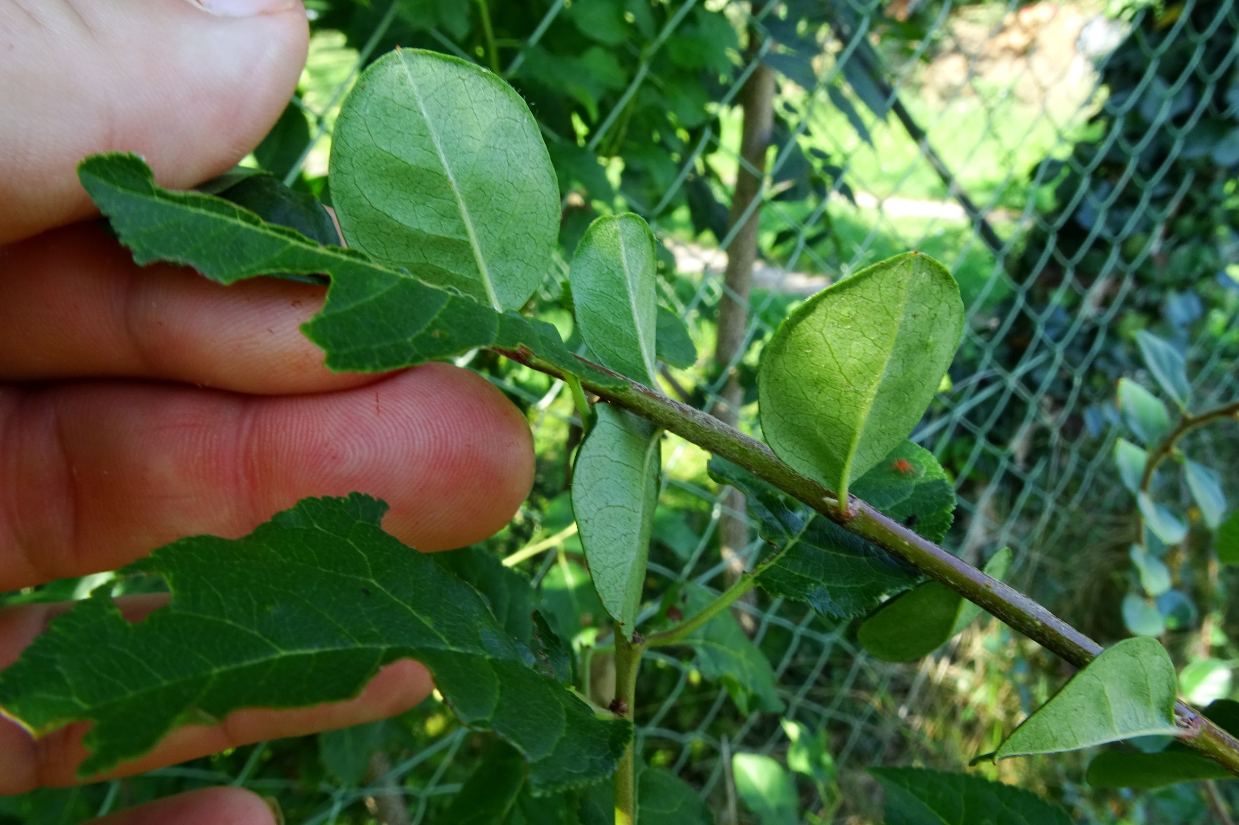 DSC06913 prell-NNW cotoneaster nitens.JPG