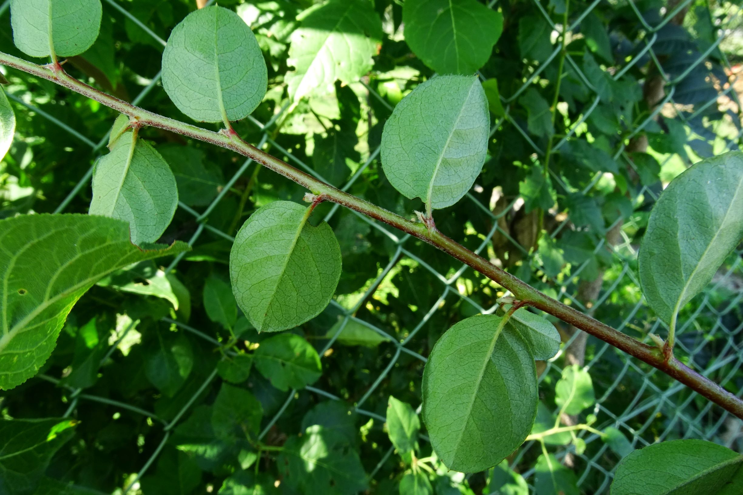 DSC06914 prell-NNW cotoneaster nitens.JPG