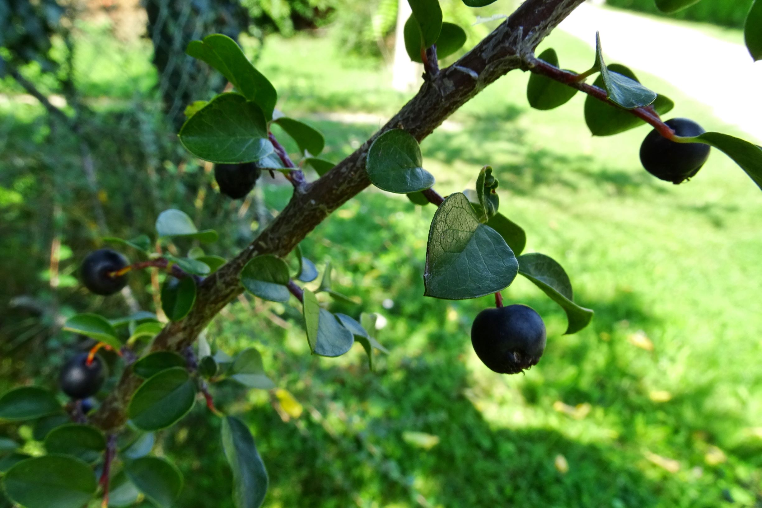 DSC06915 prell-NNW cotoneaster nitens.JPG