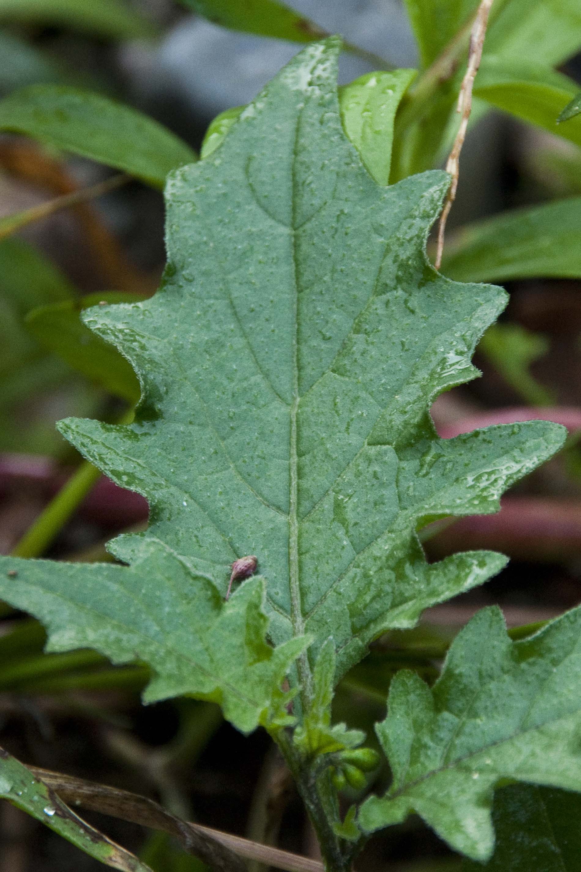 _DSC2377_bearbeitet Solanum sp..jpg