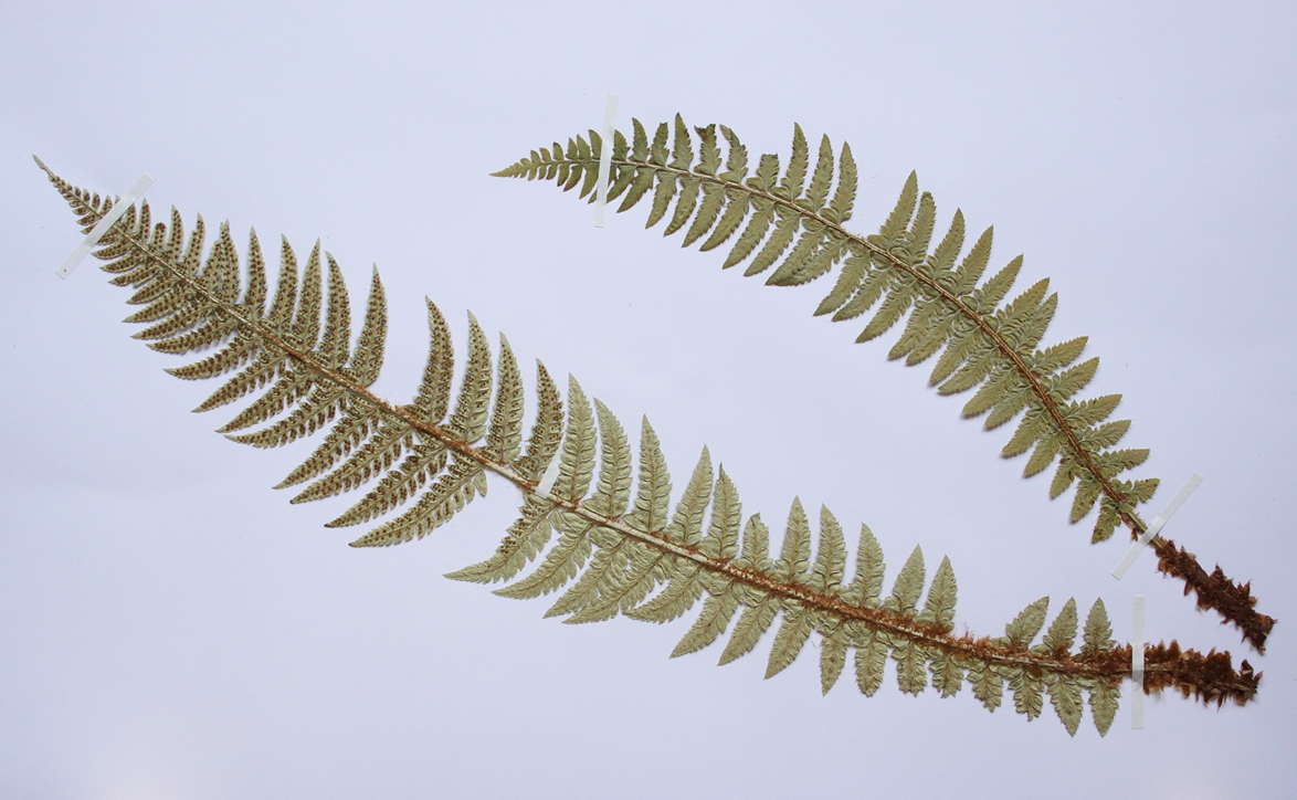 IMG_0284_Polystichum cf braunii.JPG