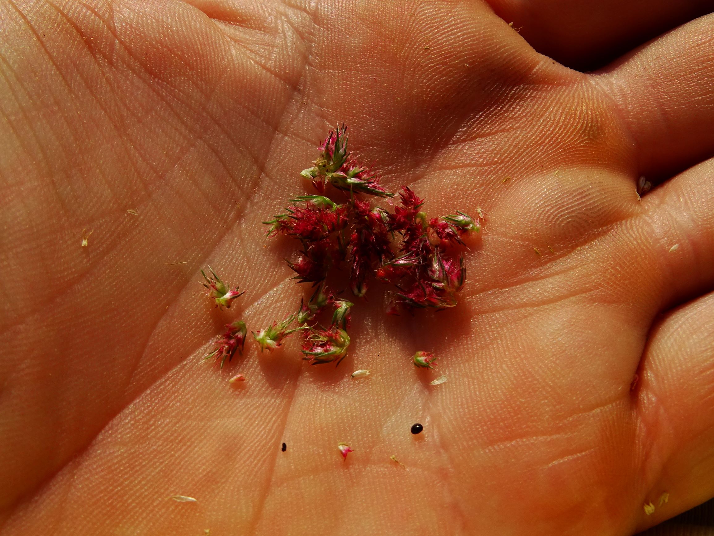 DSC07679 prell-mitte-OSO amaranthus cf. hypochondriacus.JPG