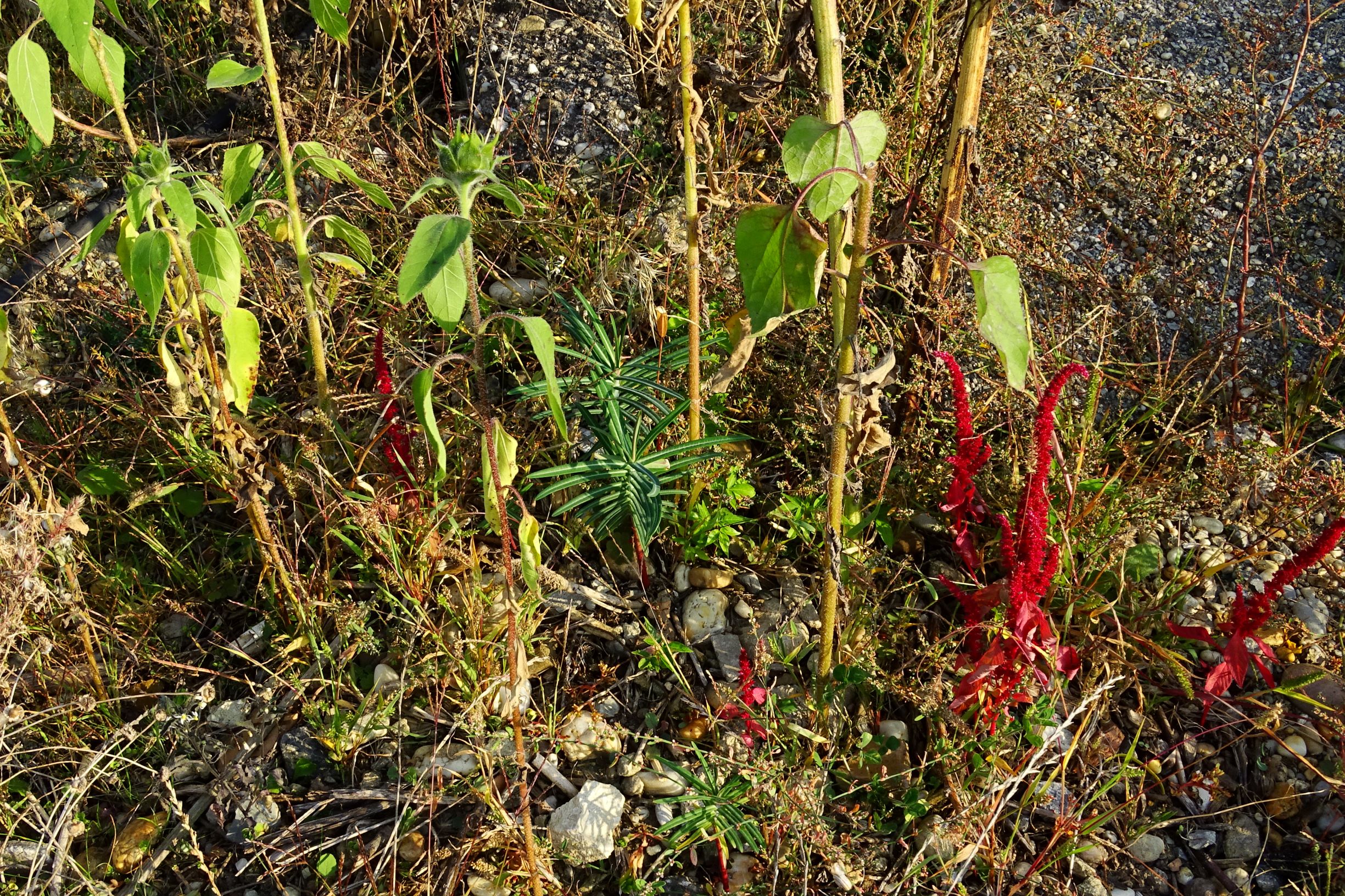 DSC07751 prell-mitte-OSO amaranthus cf. hypochondriacus.JPG