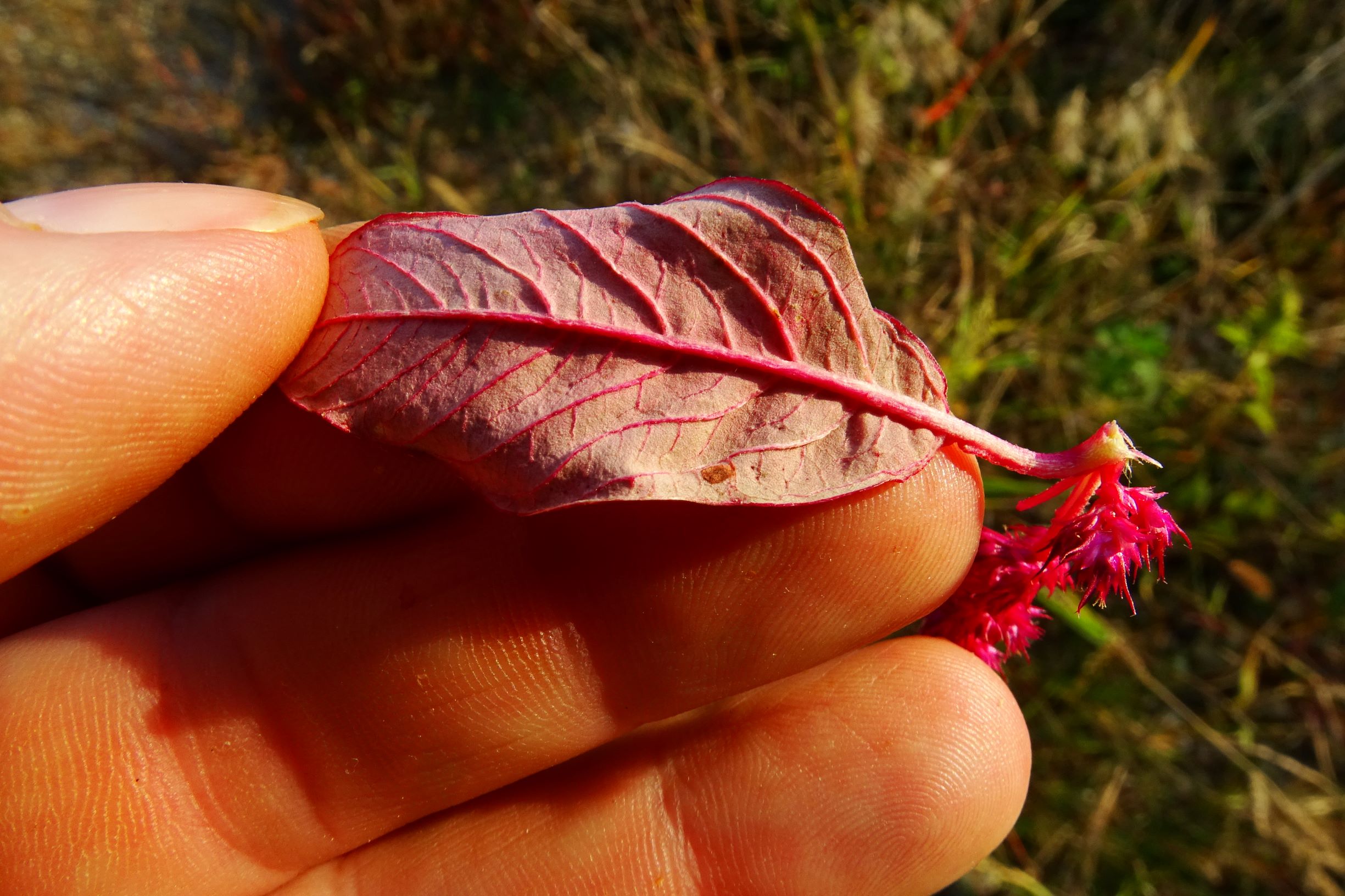 DSC07757 prell-mitte-OSO amaranthus cf. hypochondriacus.JPG