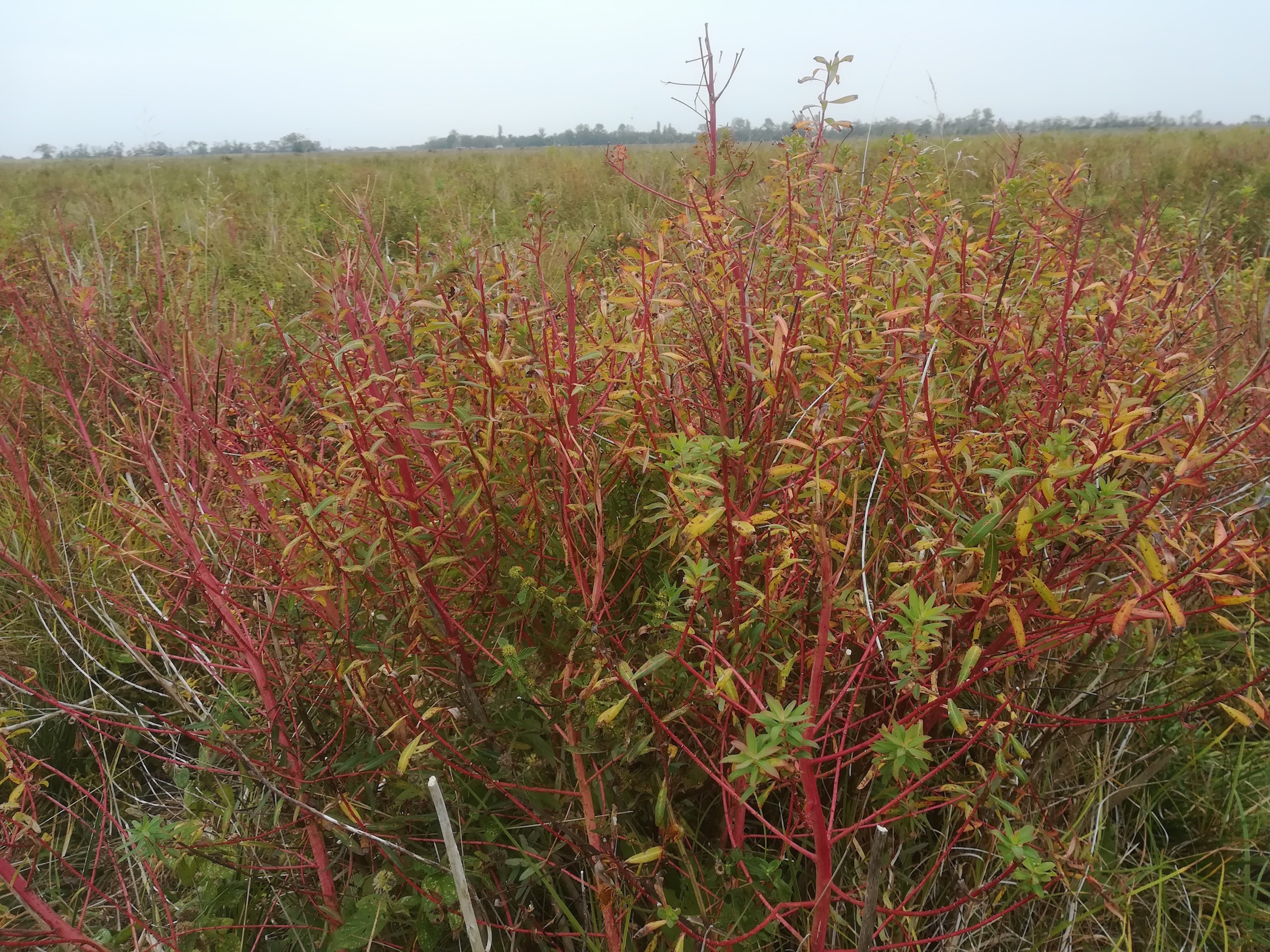 seewinkel_östliche wörtenlacke_euphorbia palustris_20170923_132807.jpg