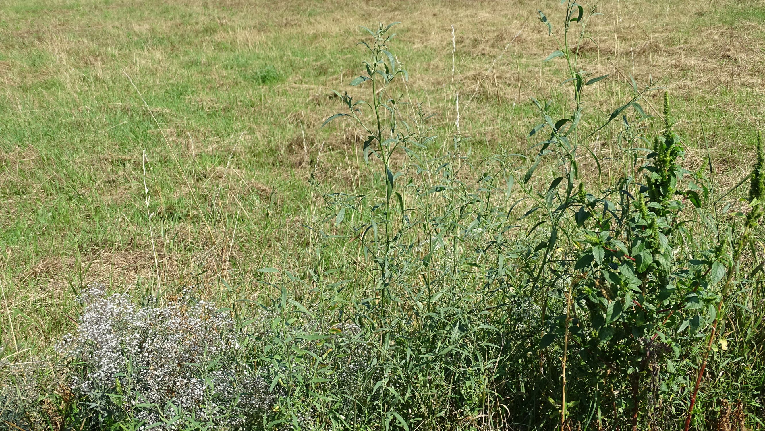 DSC06768 prellenkirchen-N gypsophila paniculata, atriplex (kosename) -prellenkirchensis-, amaranthus sp..JPG