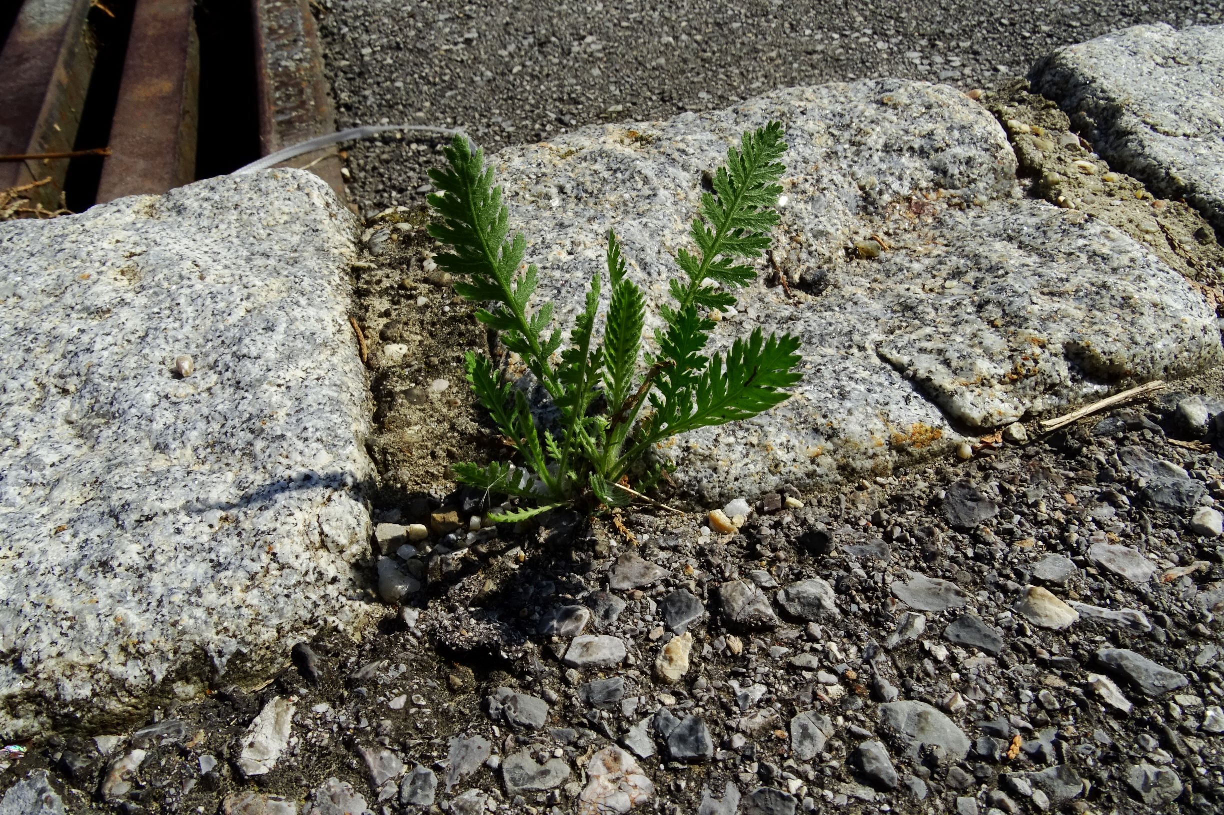 DSC06979 prell-N achillea filipendulina.JPG