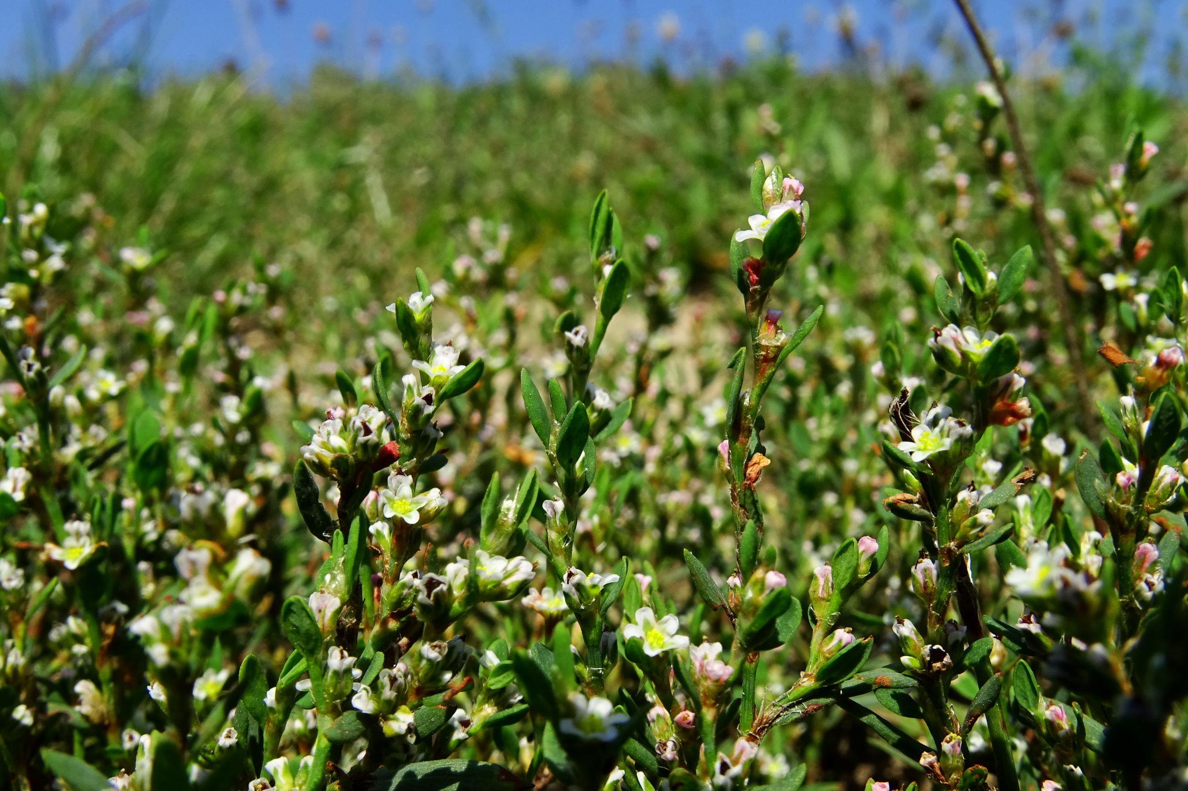 DSC07006 prell-mitte-N polygonum aviculare s.str..JPG