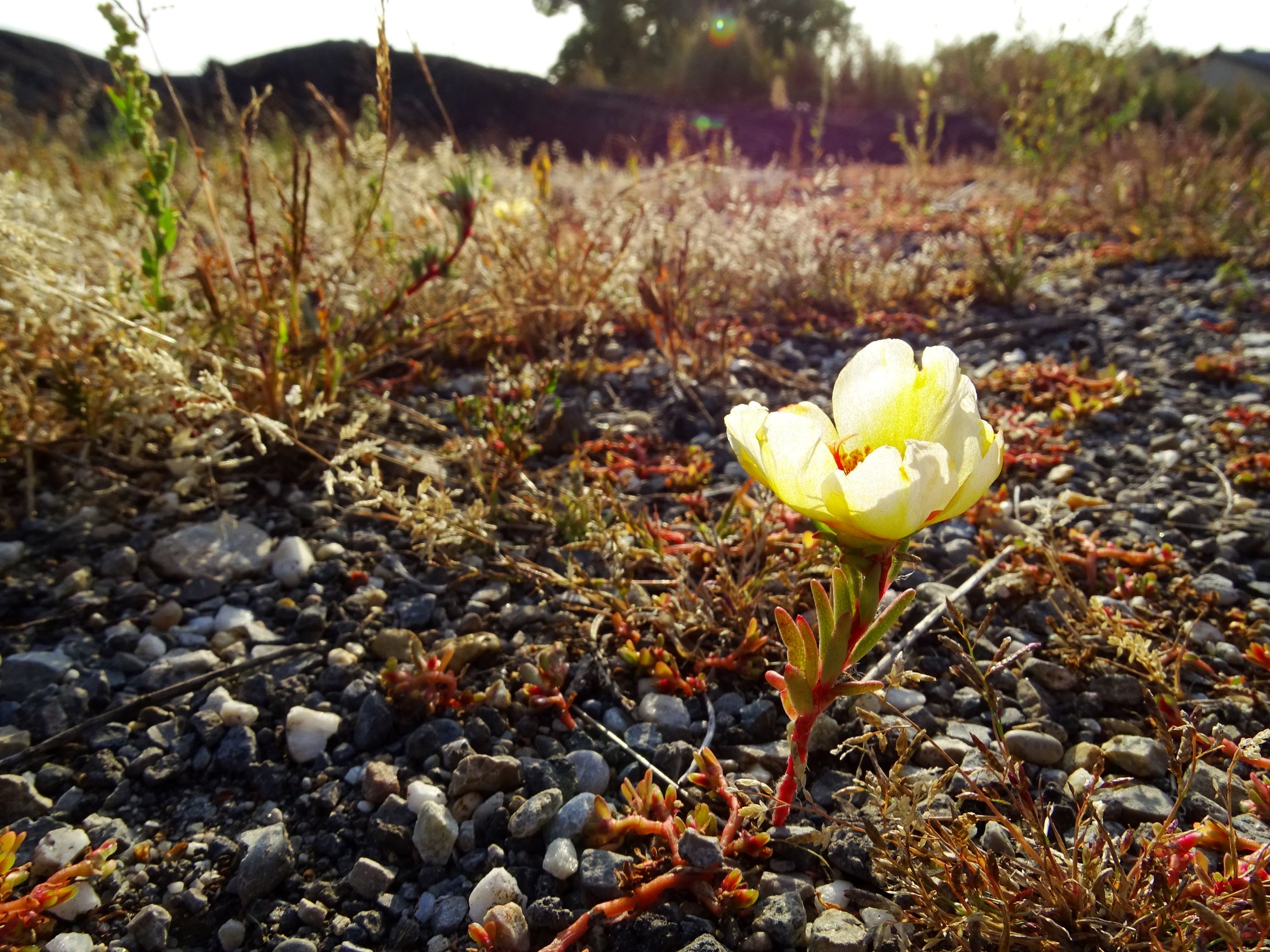 DSC07712 prell-mitte-OSO portulaca grandiflora.JPG