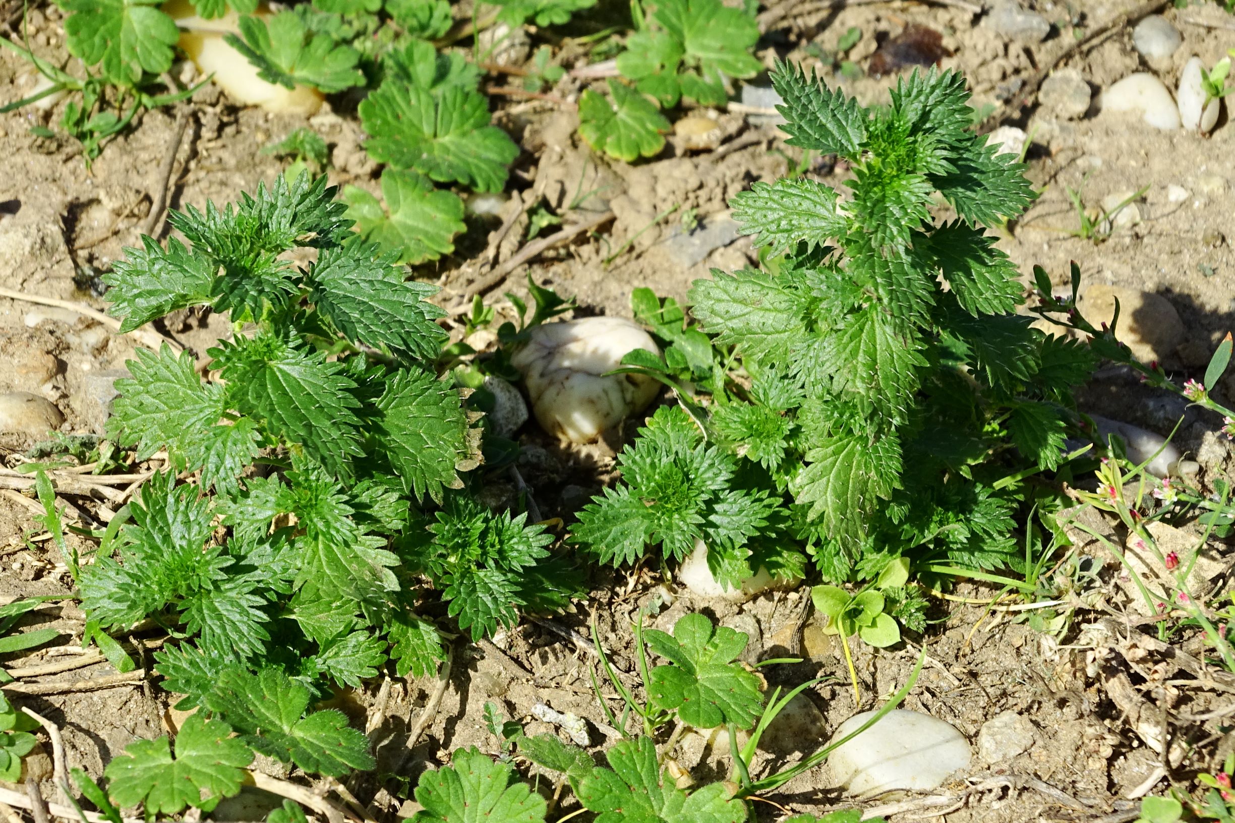 DSC07872 prell-mitte-nw urtica urens.JPG