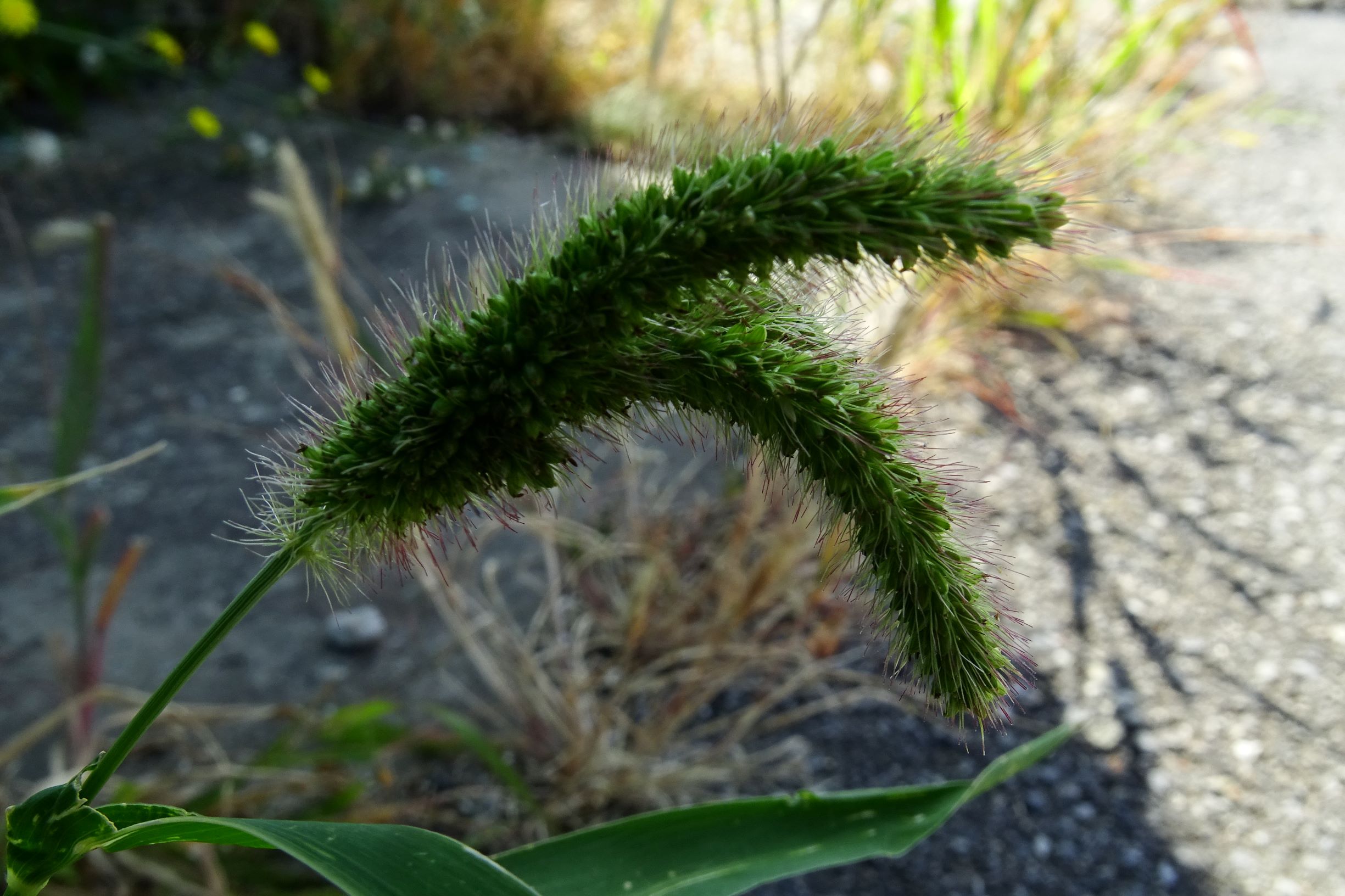 DSC07966 setaria viridis.JPG