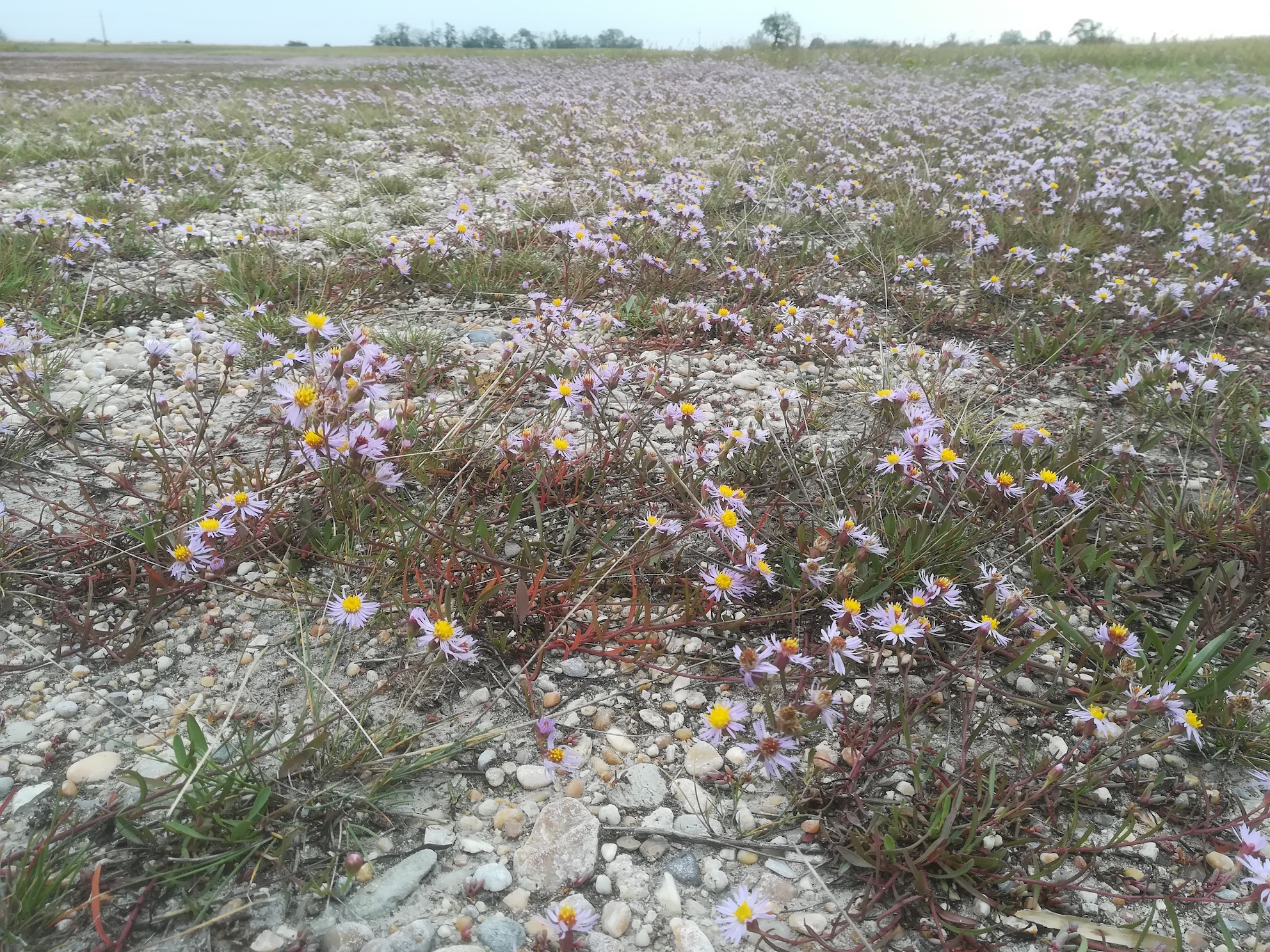 seewinkel_sechsmahdlacke_tripolium pannonicum_20170923_105311.jpg