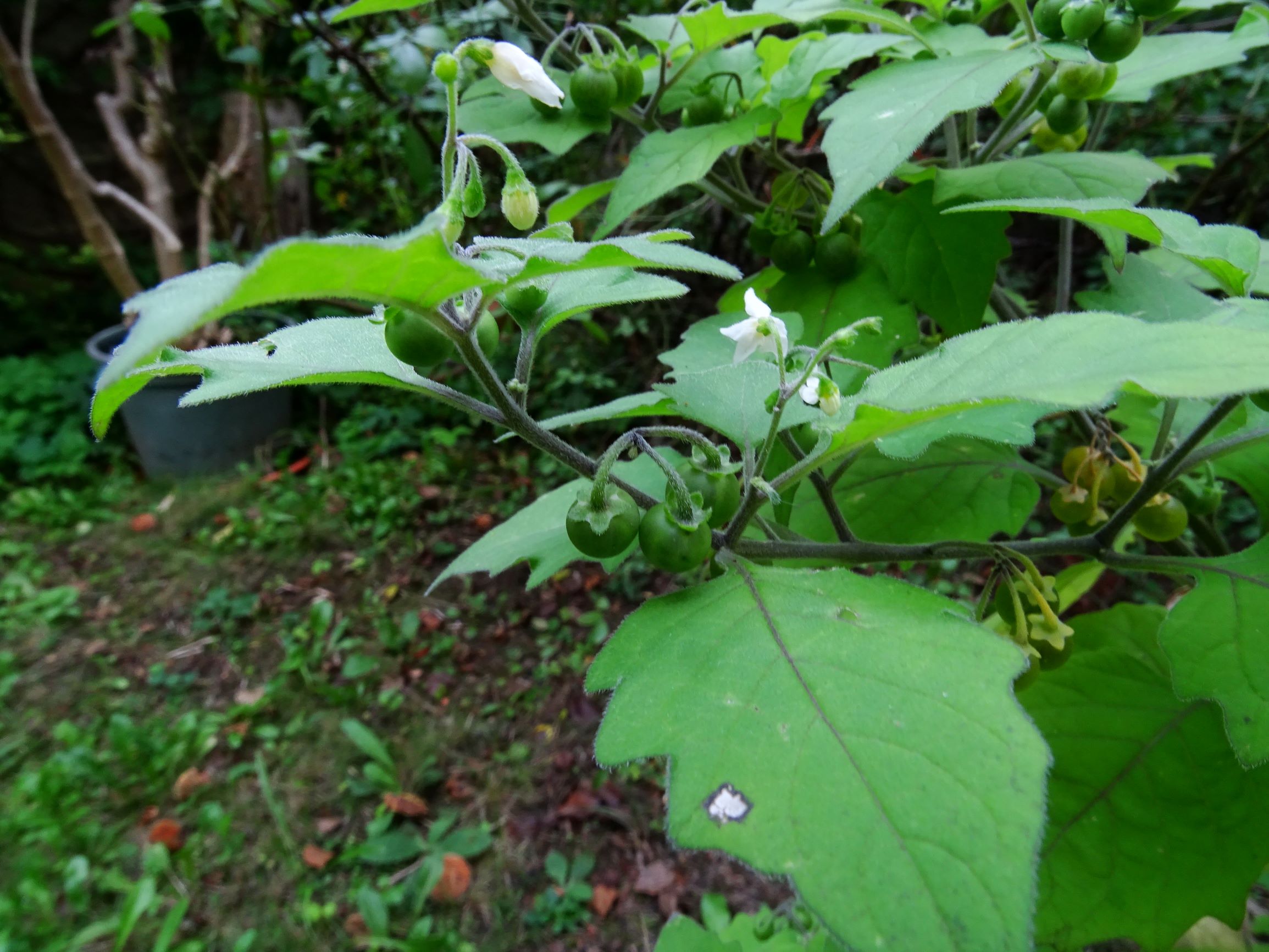 DSC06745 solanum sp..JPG