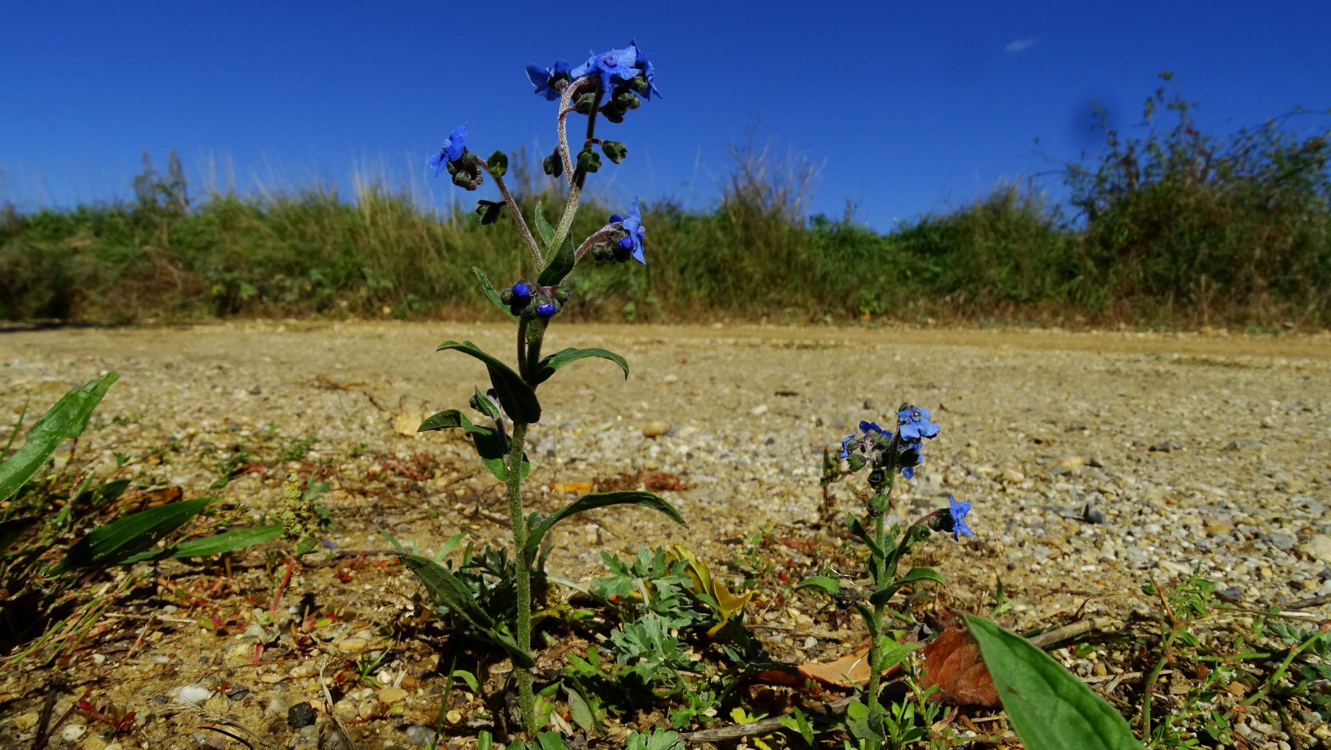 DSC08447 prell-SO Lindelofia longifolia.JPG