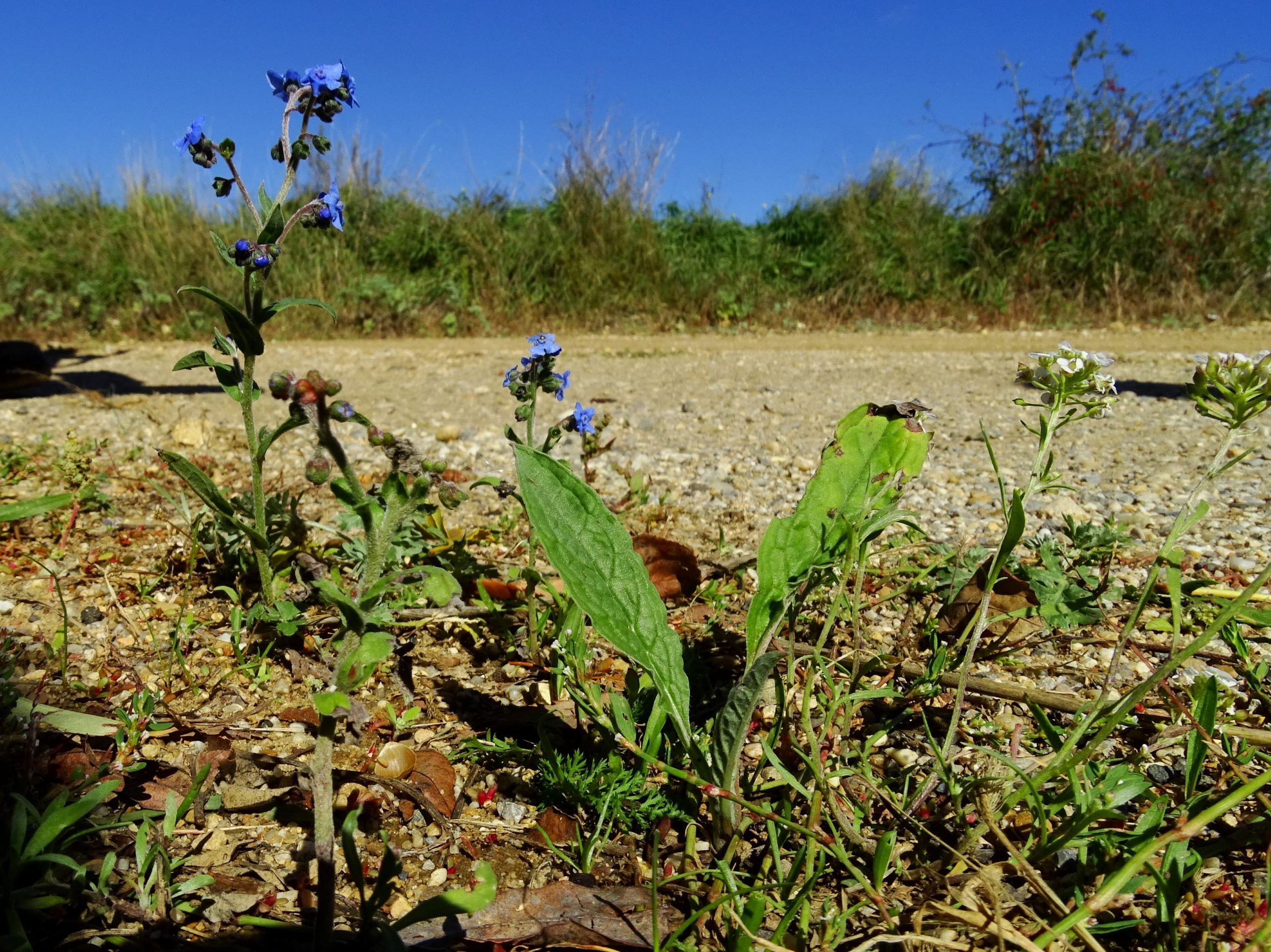 DSC08451 prell-SO Lindelofia longifolia.JPG