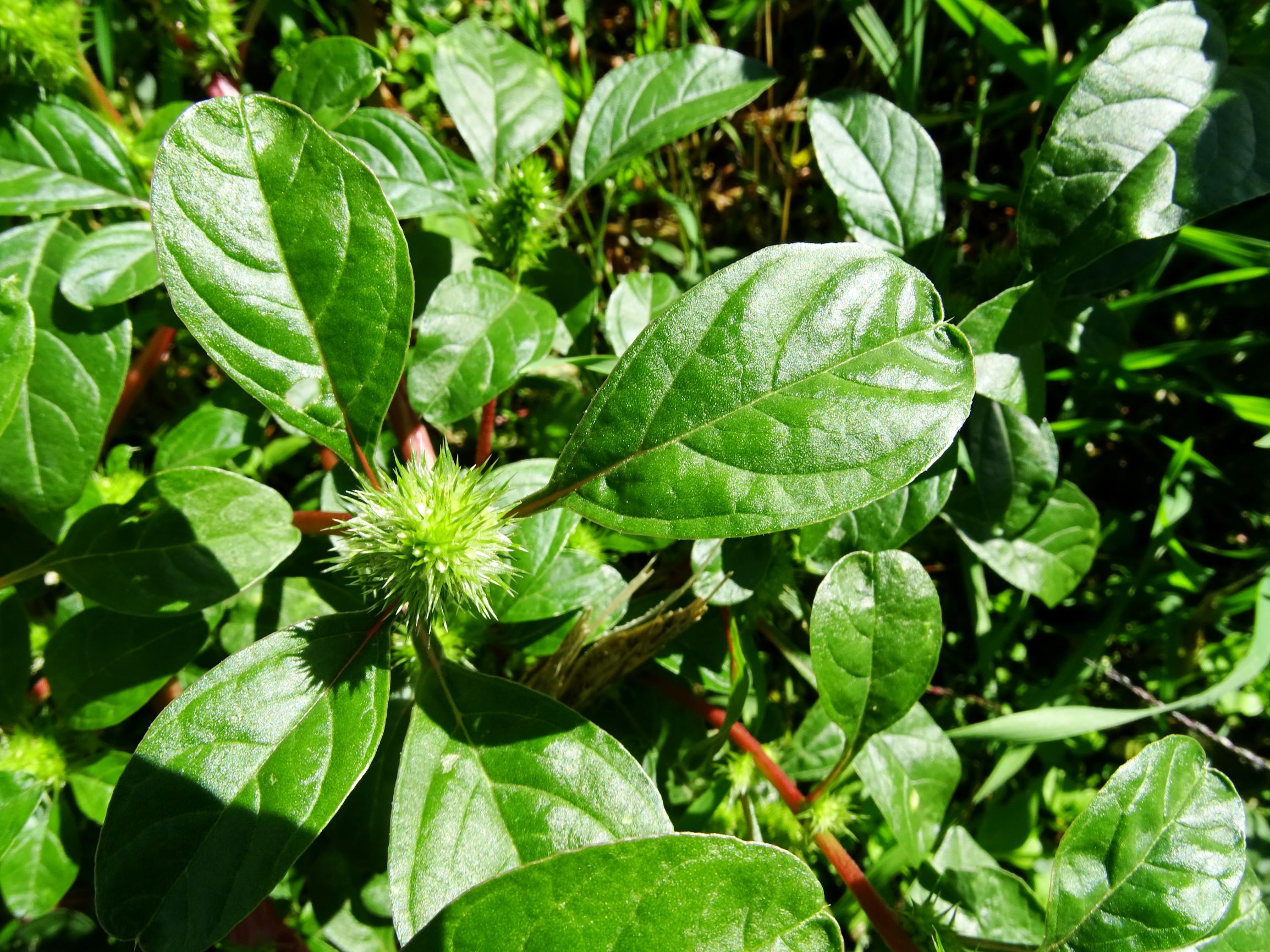 DSC08370 amaranthus powellii mit interessantem laub.JPG