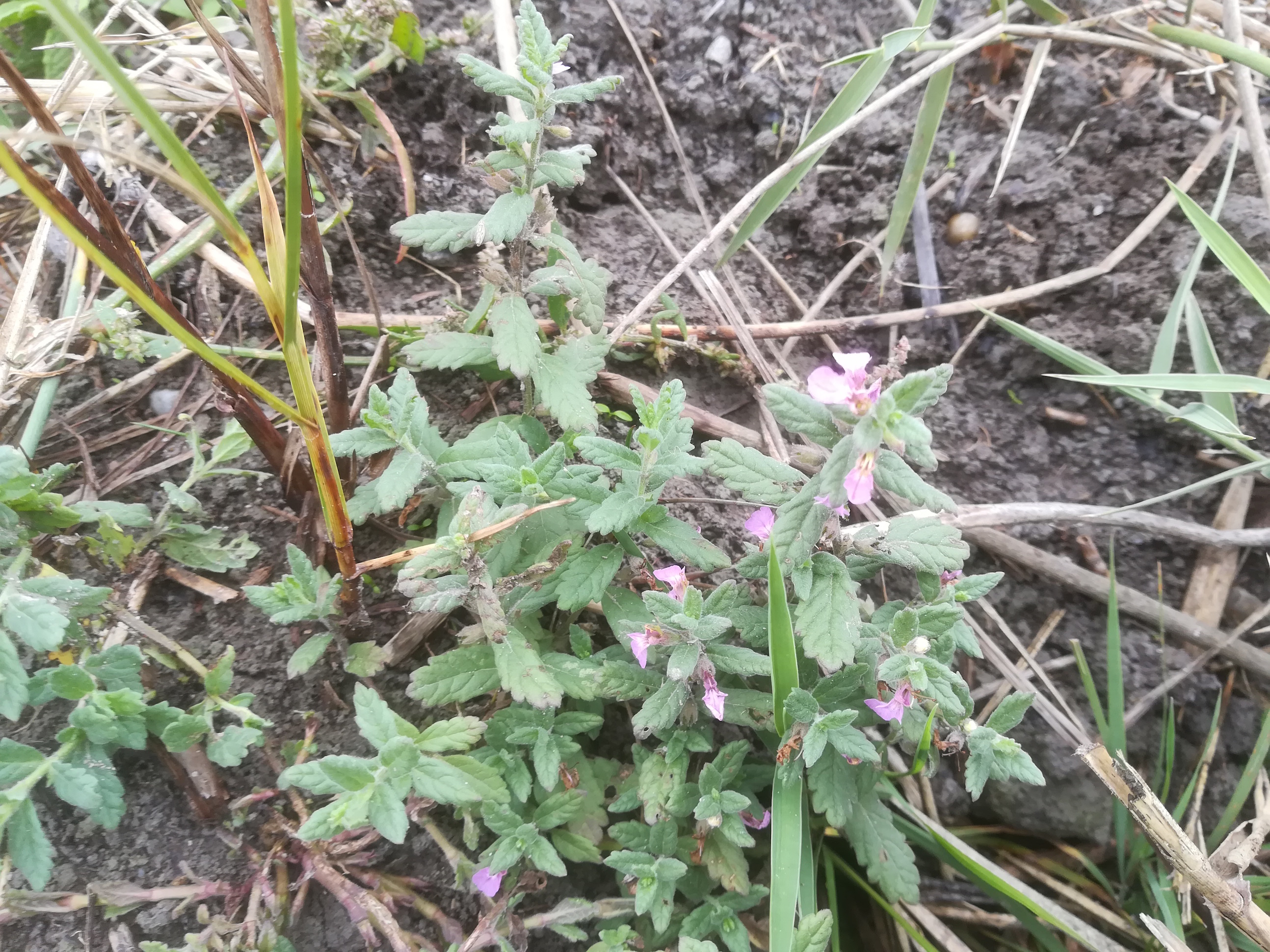 seewinkel_östliche wörtenlacke_teucrium scordium_20170923_125216.jpg