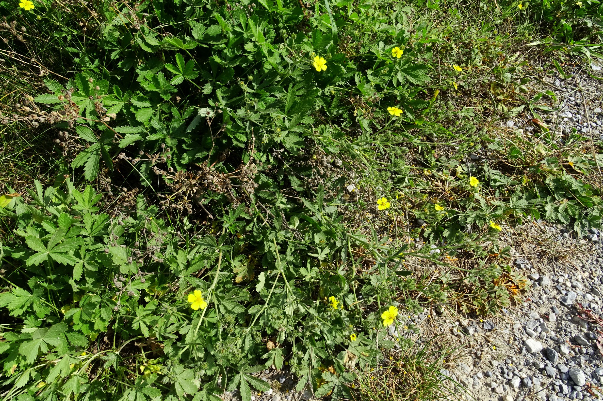 DSC08011 prell-WNW potentilla inclinata.JPG