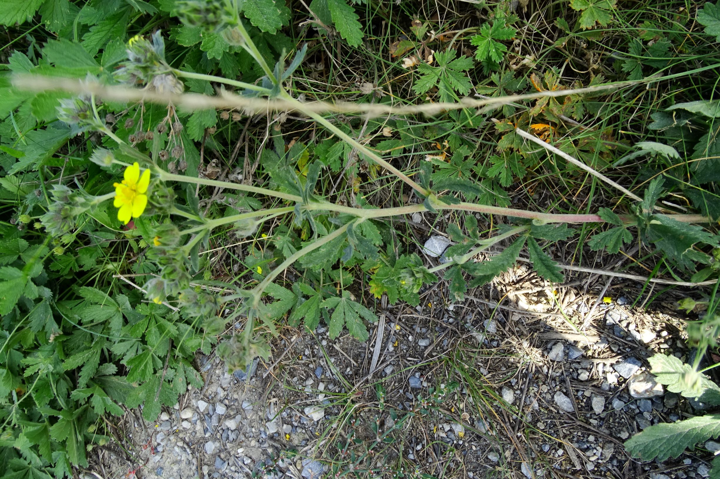 DSC08012 prell-WNW potentilla inclinata.JPG