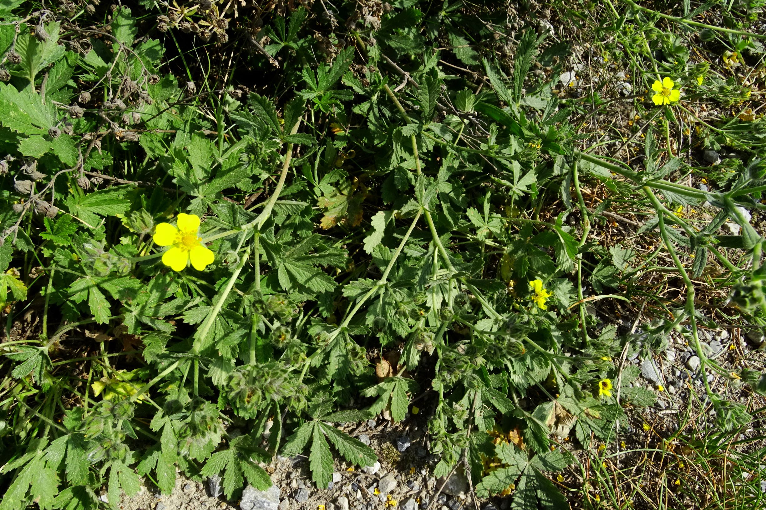 DSC08013 prell-WNW potentilla inclinata.JPG