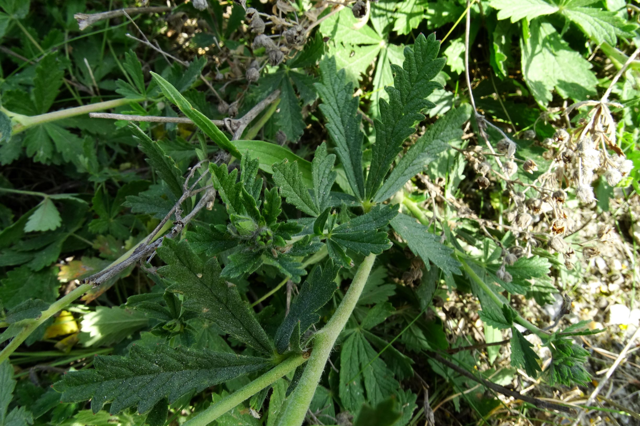 DSC08016 prell-WNW potentilla inclinata.JPG