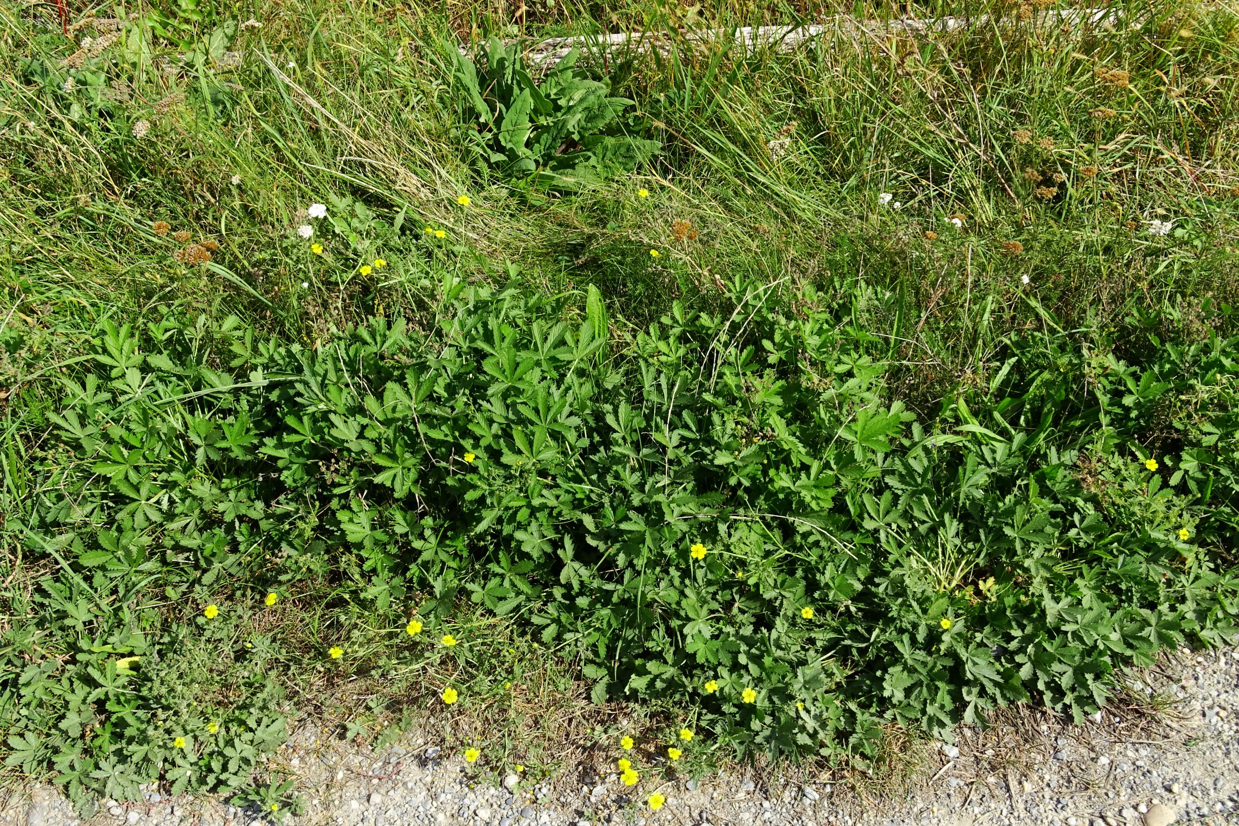 DSC08019 prell-WNW potentilla inclinata.JPG