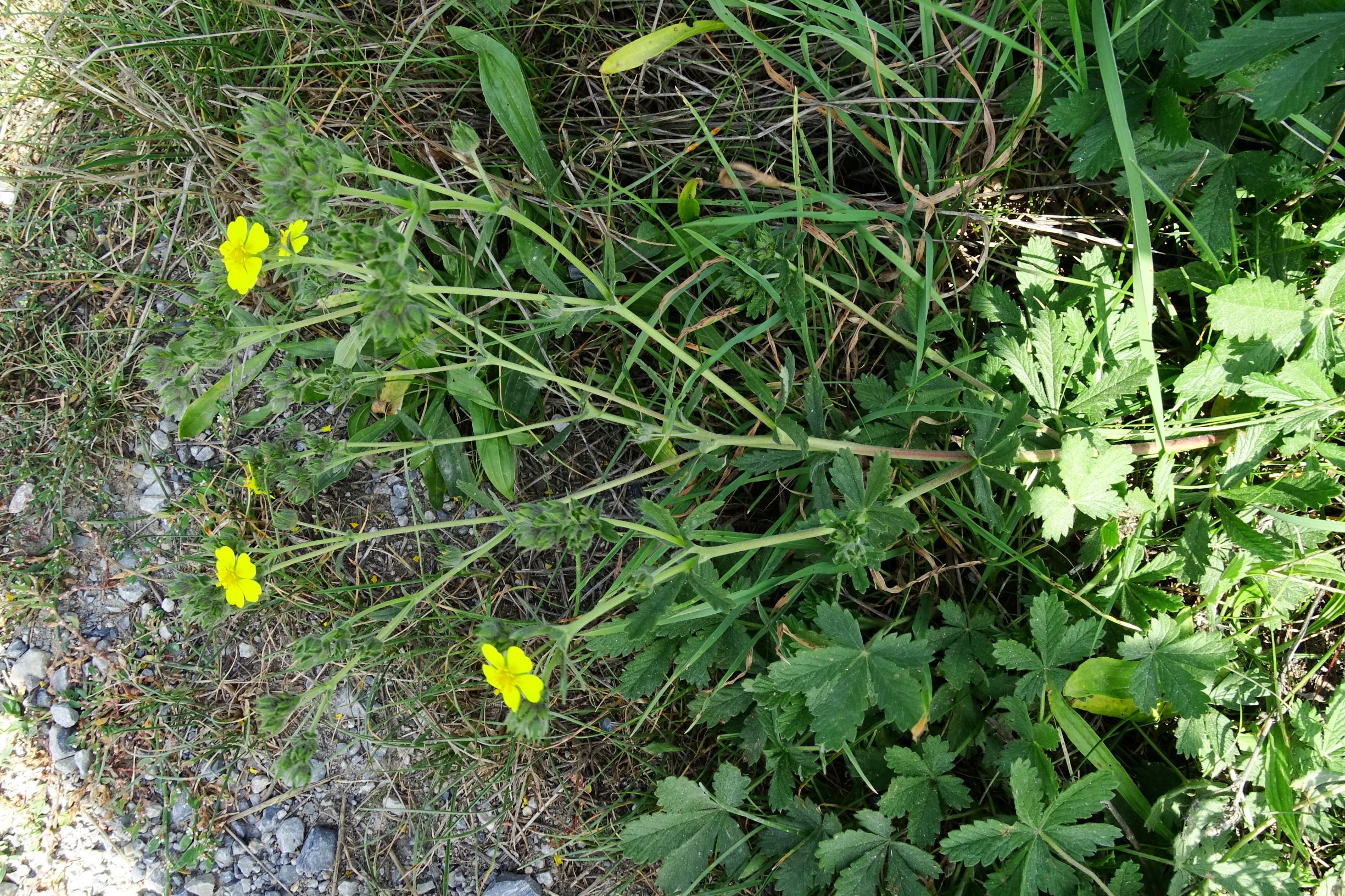 DSC08020 prell-WNW potentilla inclinata.JPG