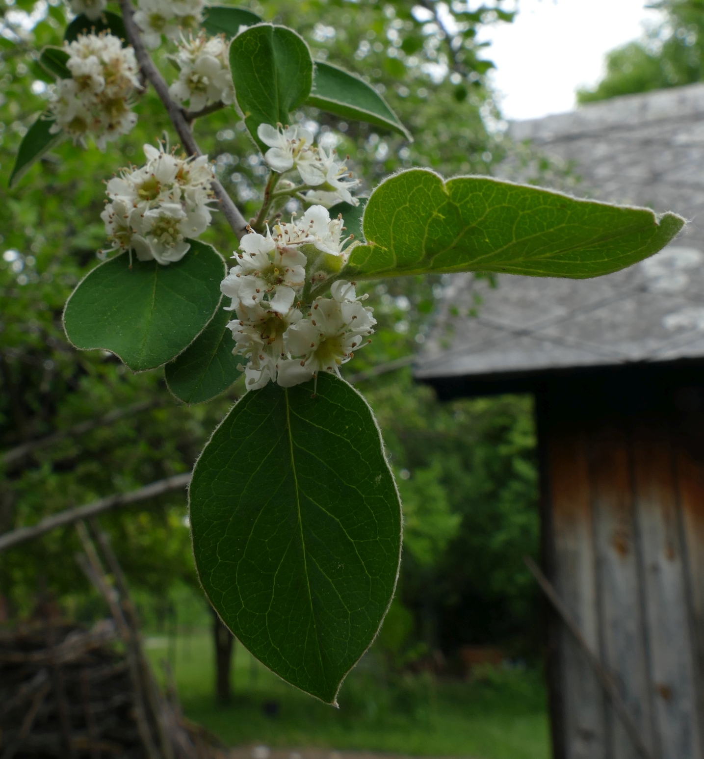 Cotoneaster sp. 1.jpg