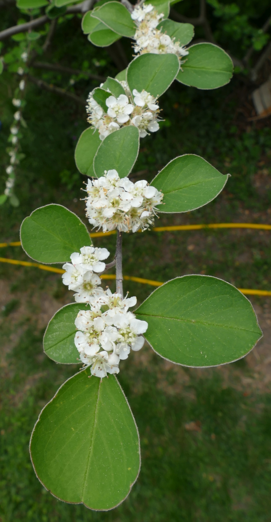 Cotoneaster sp. 2.jpg