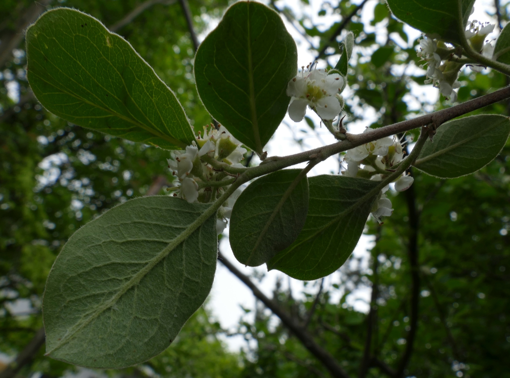 Cotoneaster sp. 3.jpg