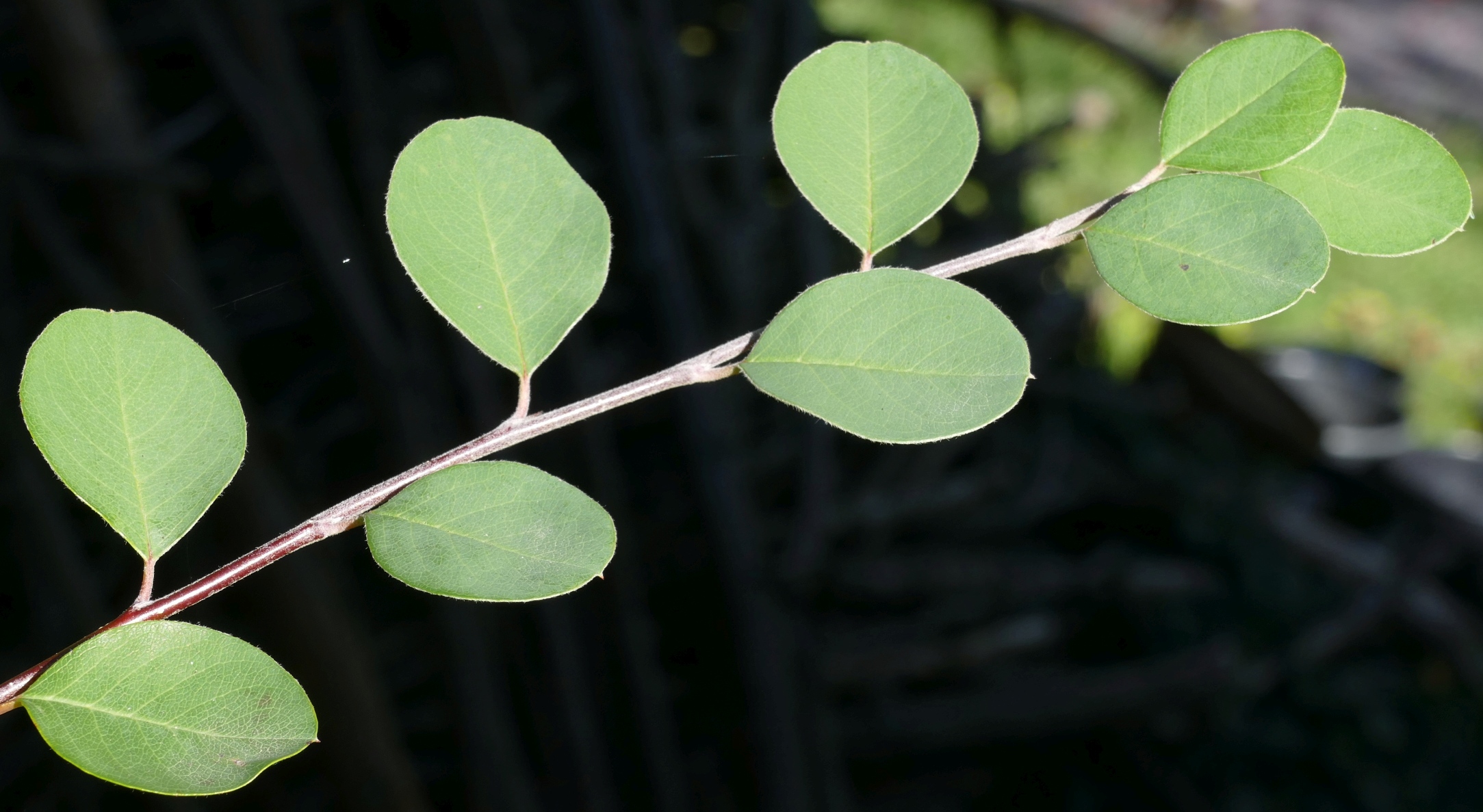 Cotoneaster sp. 6.jpg