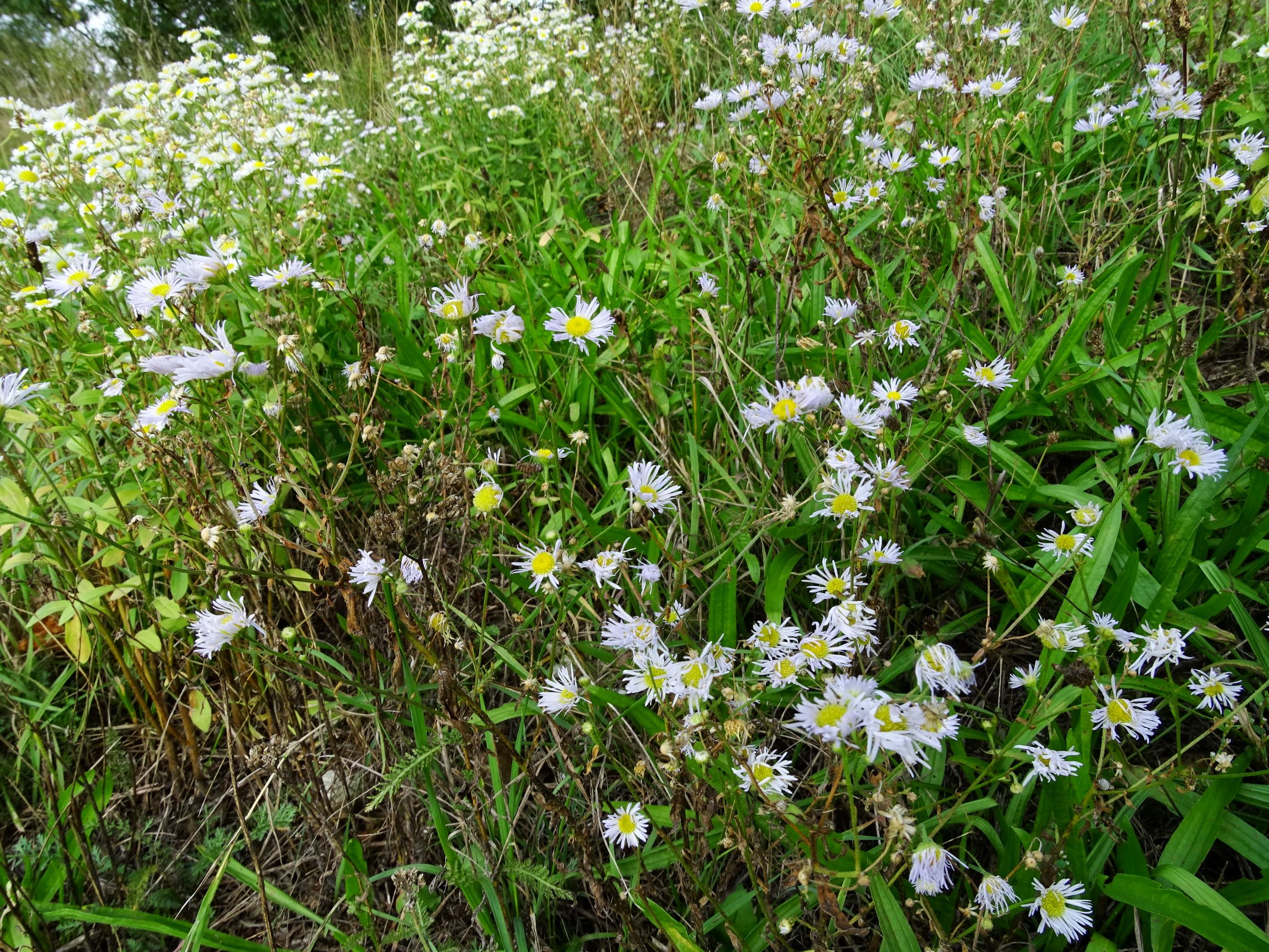 DSC08595 erigeron annuus, 2 sippen, gattendorf, 2020-09-30.JPG