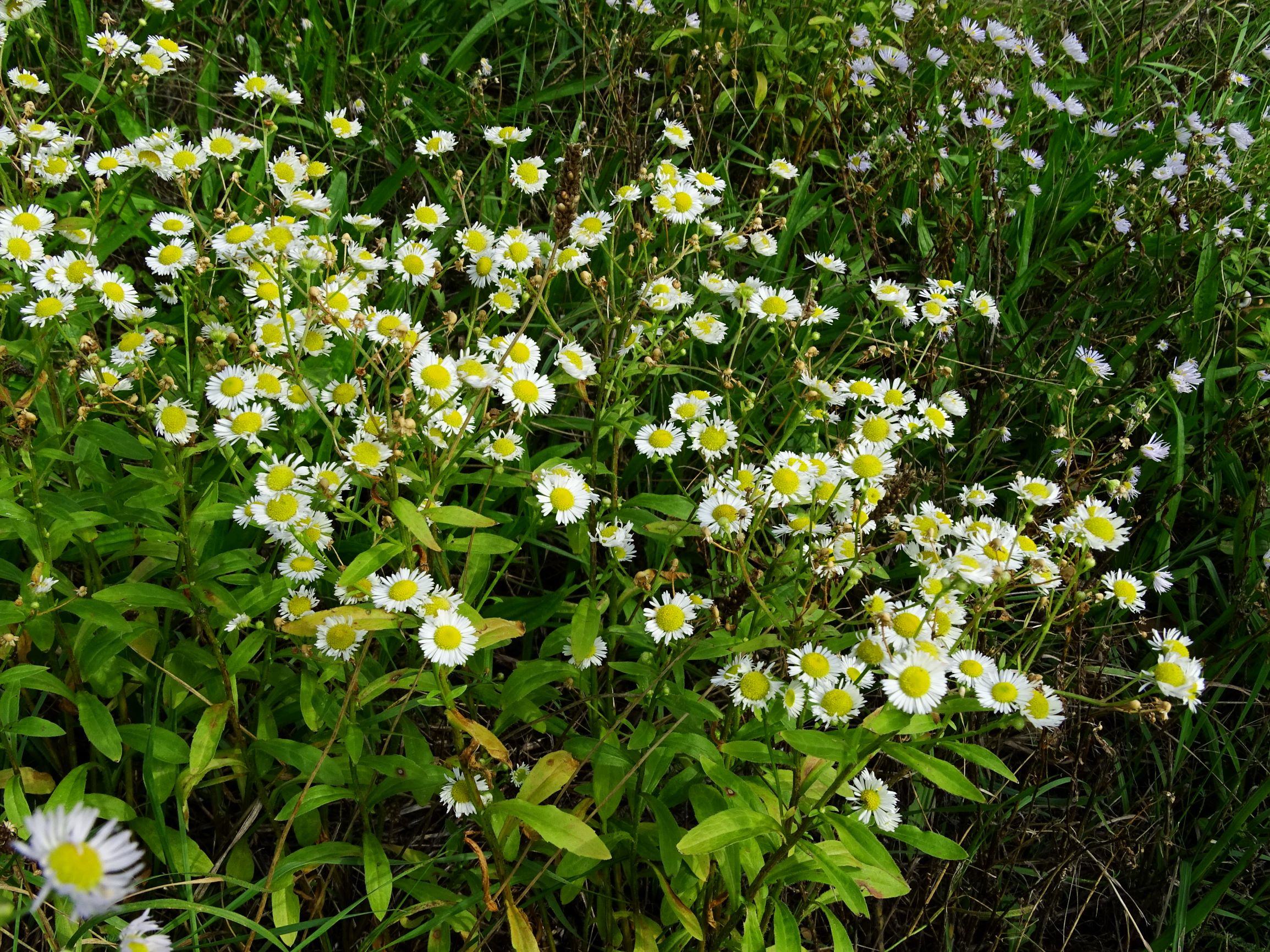 DSC08598 erigeron annuus, 2 sippen, gattendorf, 2020-09-30.JPG