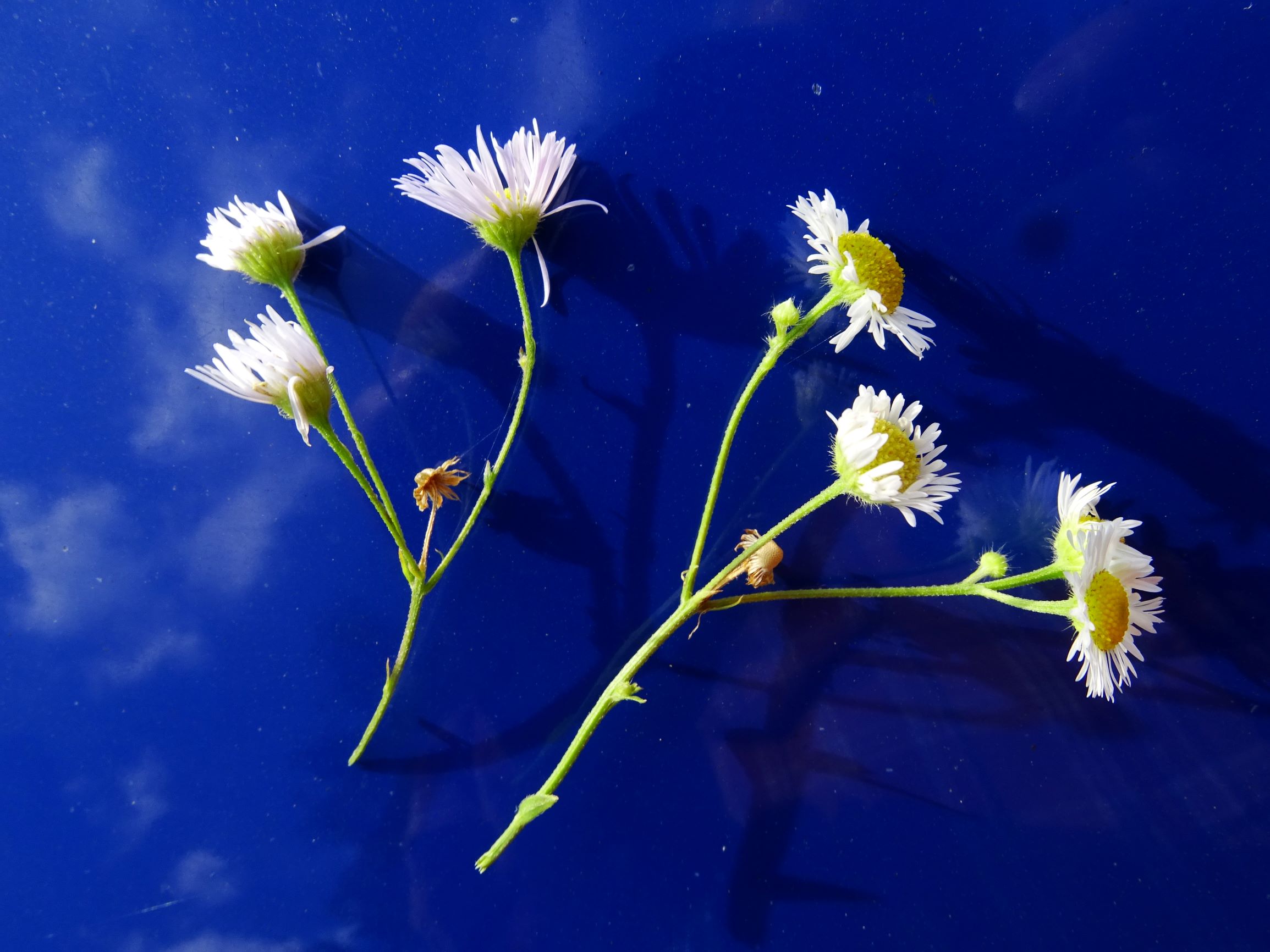 DSC08613 erigeron annuus, 2 sippen, gattendorf, 2020-09-30.JPG